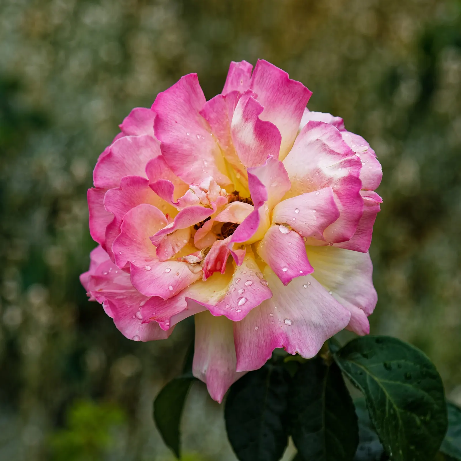 White Meilland Varieties Rose (Rosa X Meilland White) — making it ideal for mixed borders and rose gardens