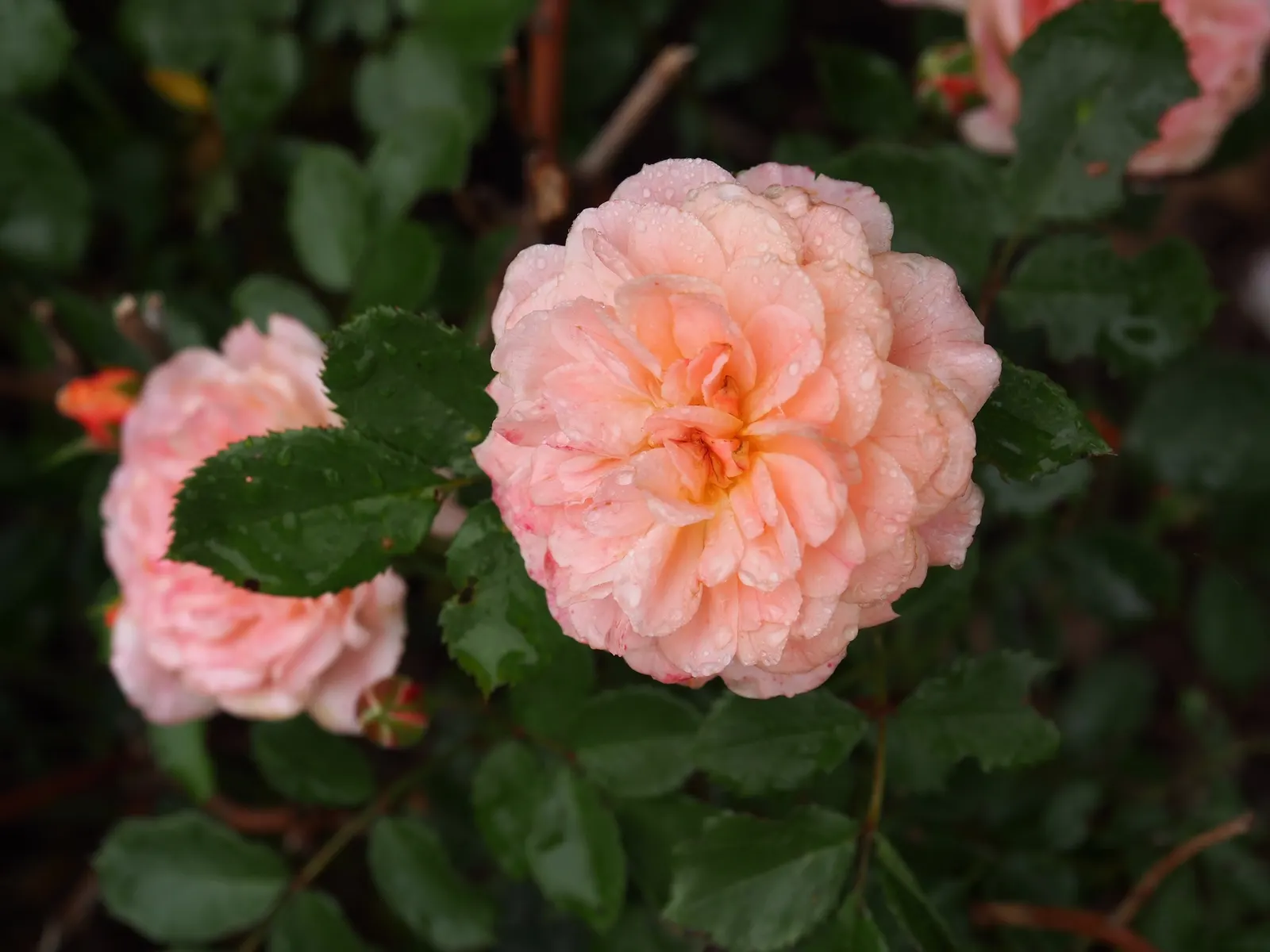 White Meilland Varieties Rose (Rosa X Meilland White) — This repeat bloomer requires full sun and well-draining soil