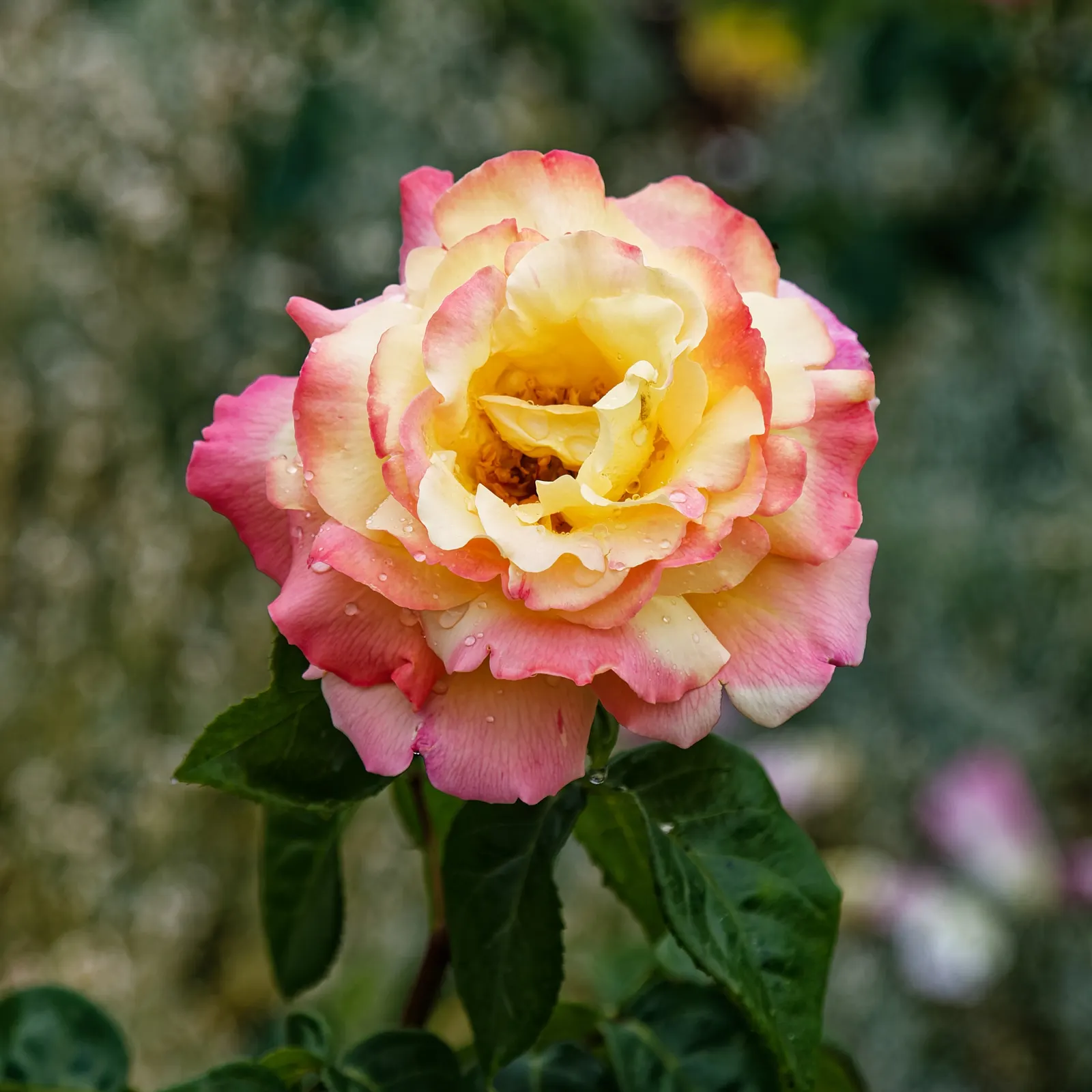 White Meilland Varieties Rose (Rosa X Meilland White) — double flowers with a subtle fragrance