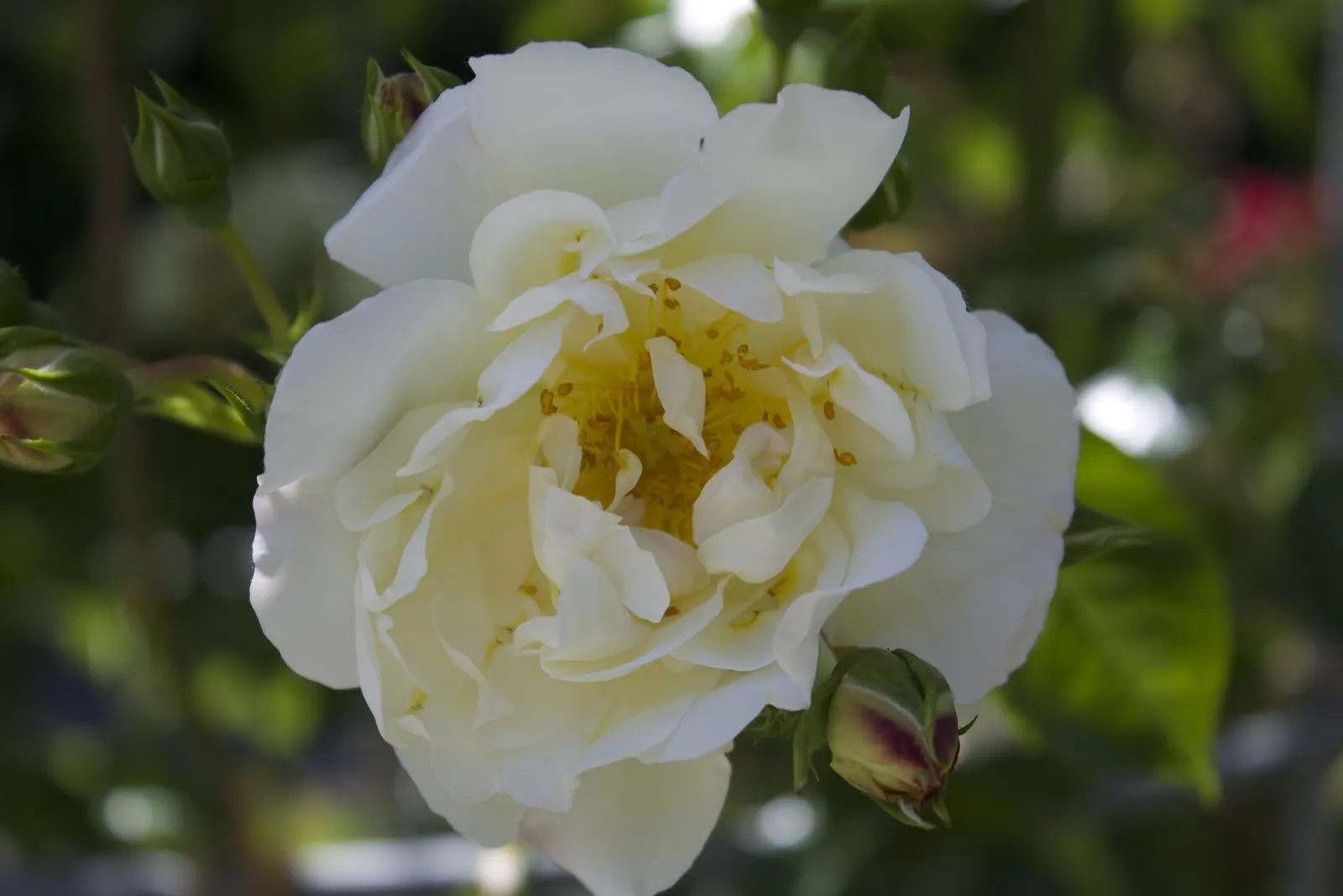 White Meilland Varieties Rose (Rosa X Meilland White) — it reaches 2-4 feet tall and 2-3 feet wide