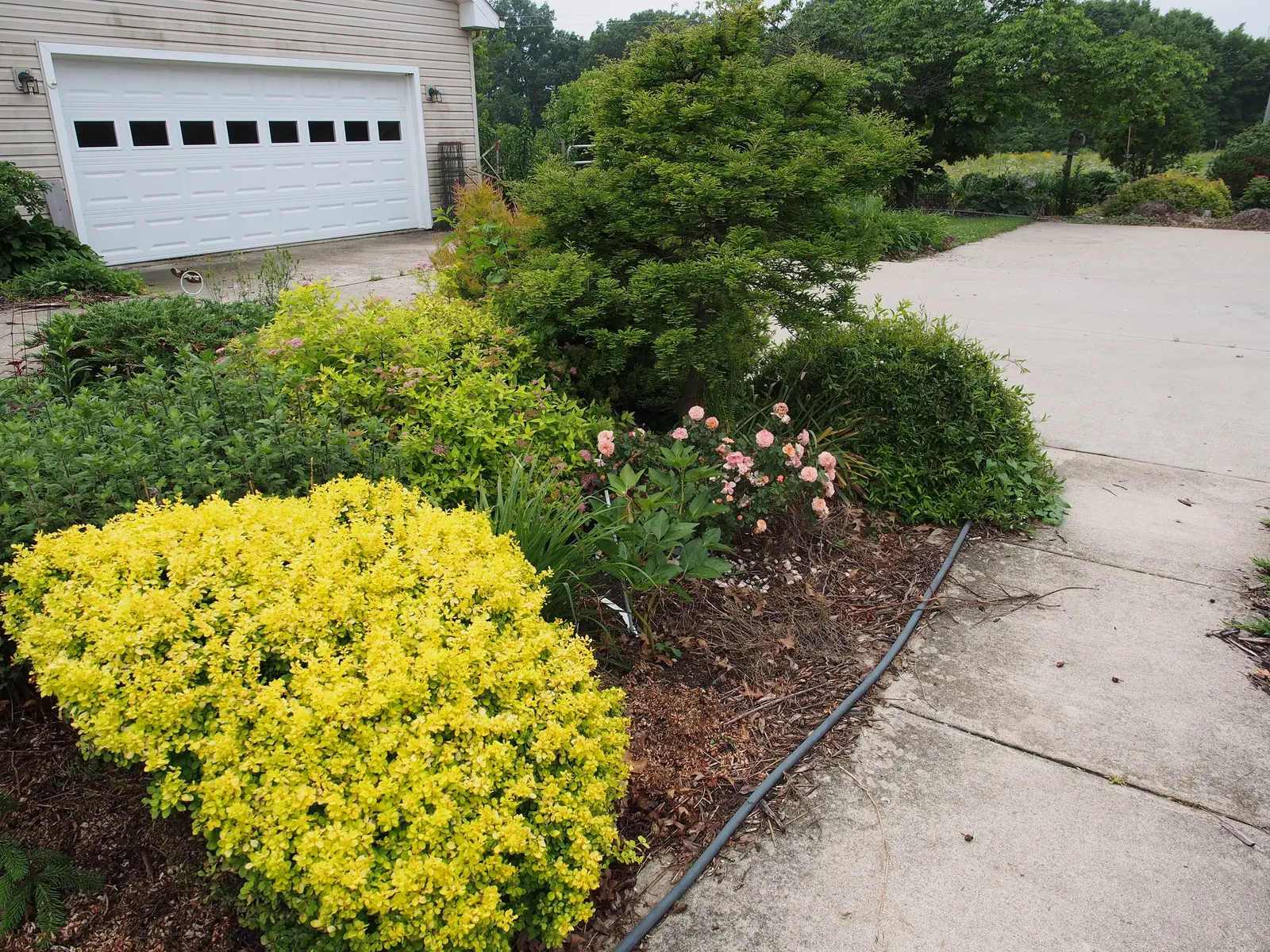 White Meilland Varieties Rose (Rosa X Meilland White) — Regular deadheading promotes continuous flowering throughout the growing season