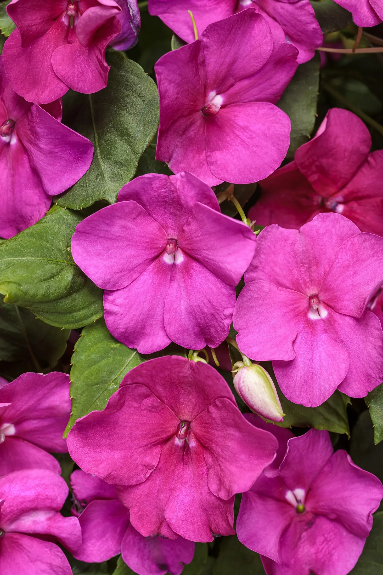 Violet Shades Bedding Impatiens (Impatiens walleriana) — It grows 10-15 inches tall and spreads 12-14 inches