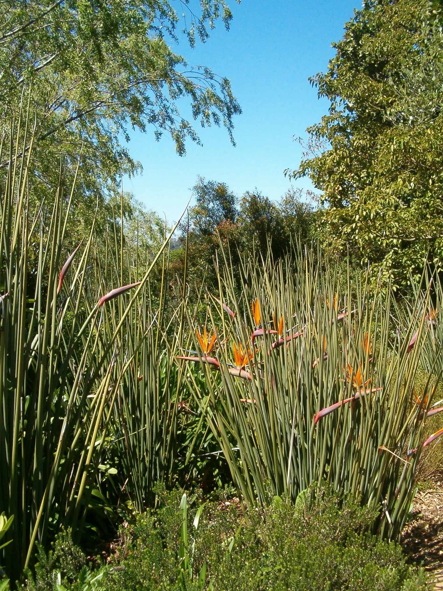 Leafless Bird Of Paradise (Strelitzia Juncea) — cylindrical and leafless stems