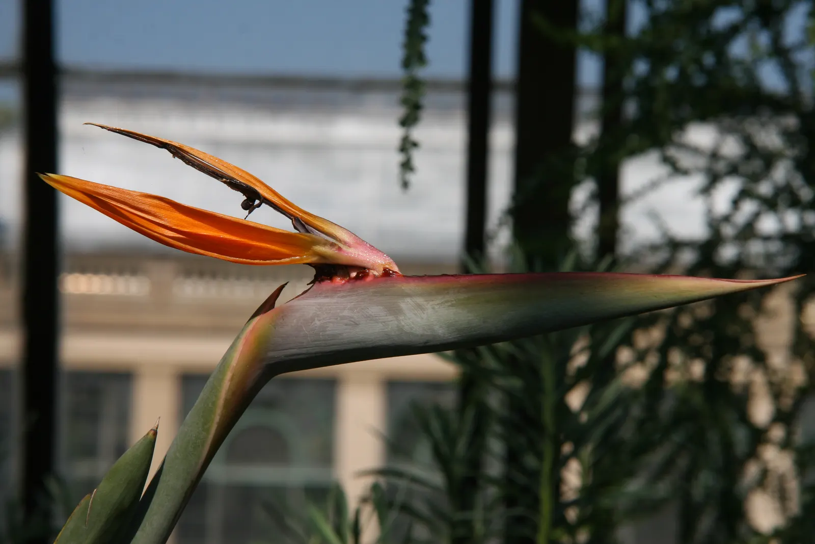 Leafless Bird Of Paradise (Strelitzia Juncea) — multi-colored and orange flowers in the garden