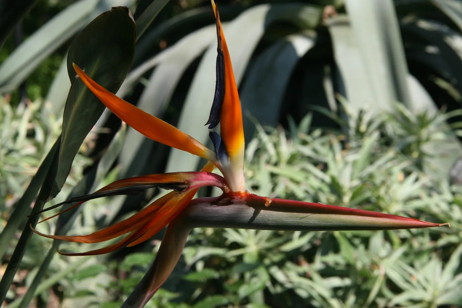 Leafless Bird Of Paradise (Strelitzia Juncea) — orange and blue bird-like flowers
