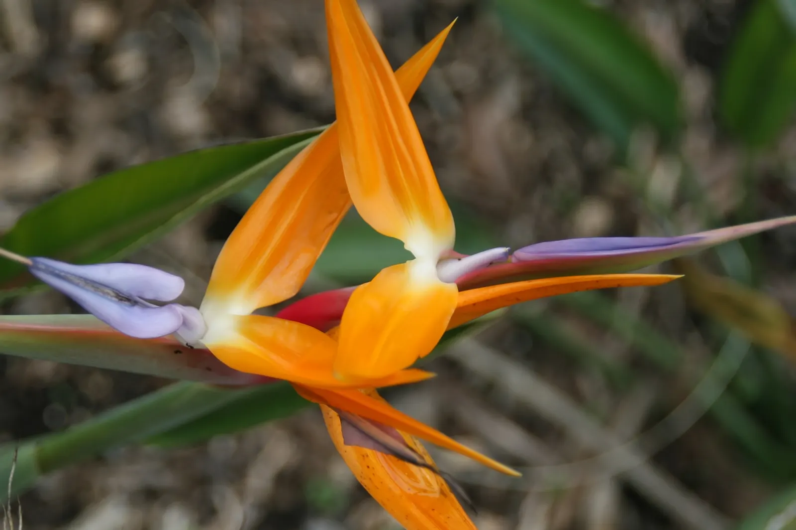 Leafless Bird Of Paradise (Strelitzia Juncea) — is a distinctive and architectural plant
