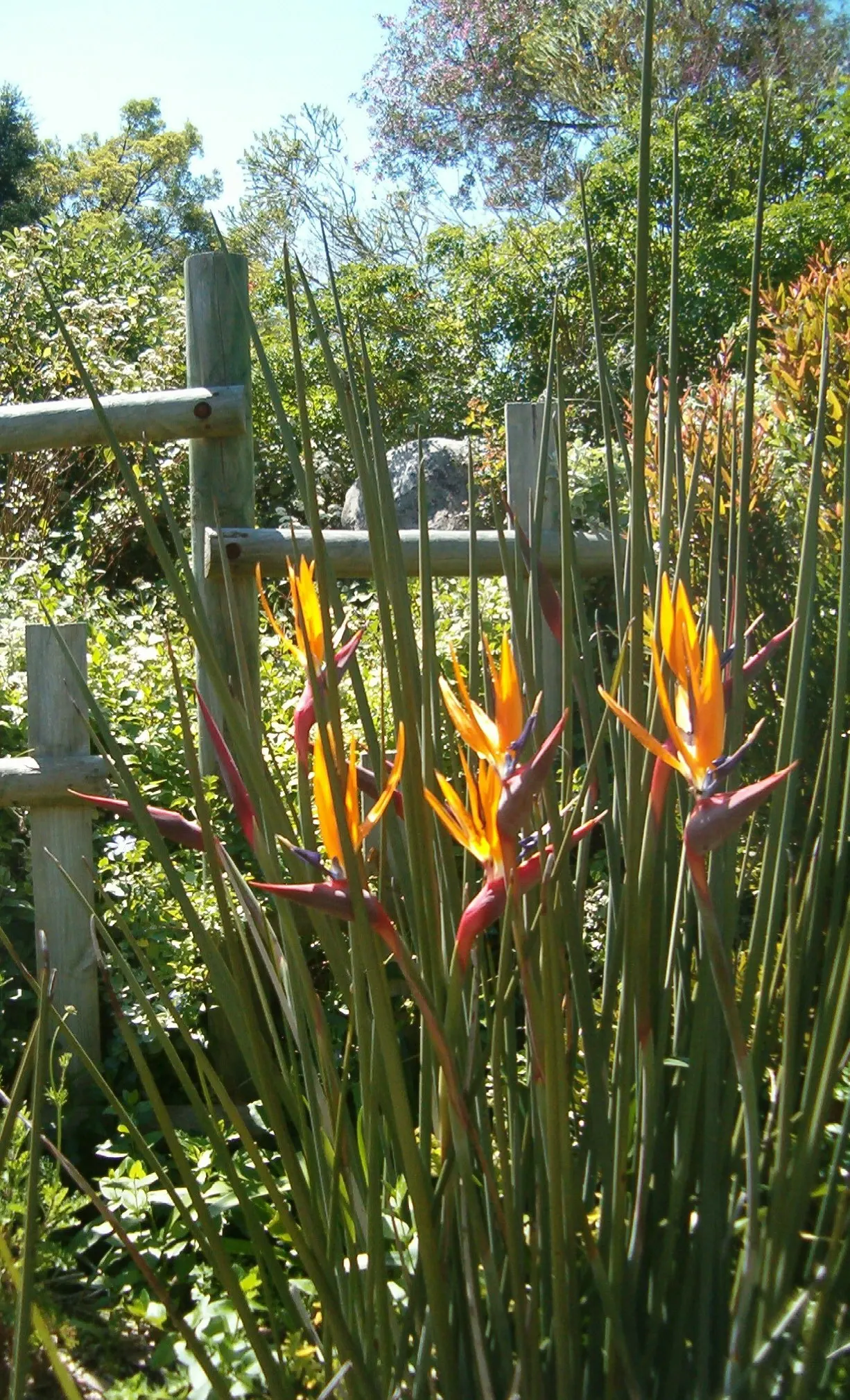 Leafless Bird Of Paradise (Strelitzia Juncea) — the Leafless Bird of Paradise swaps traditional broad leaves for rush-like