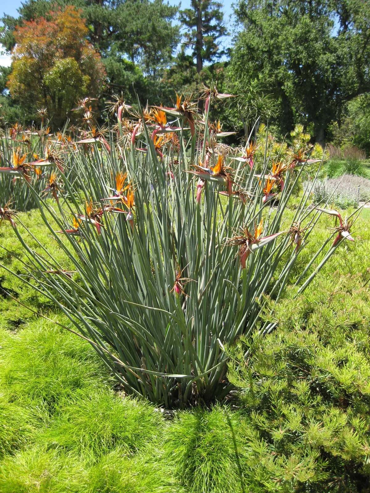 Leafless Bird Of Paradise (Strelitzia Juncea) — shrub for full or half