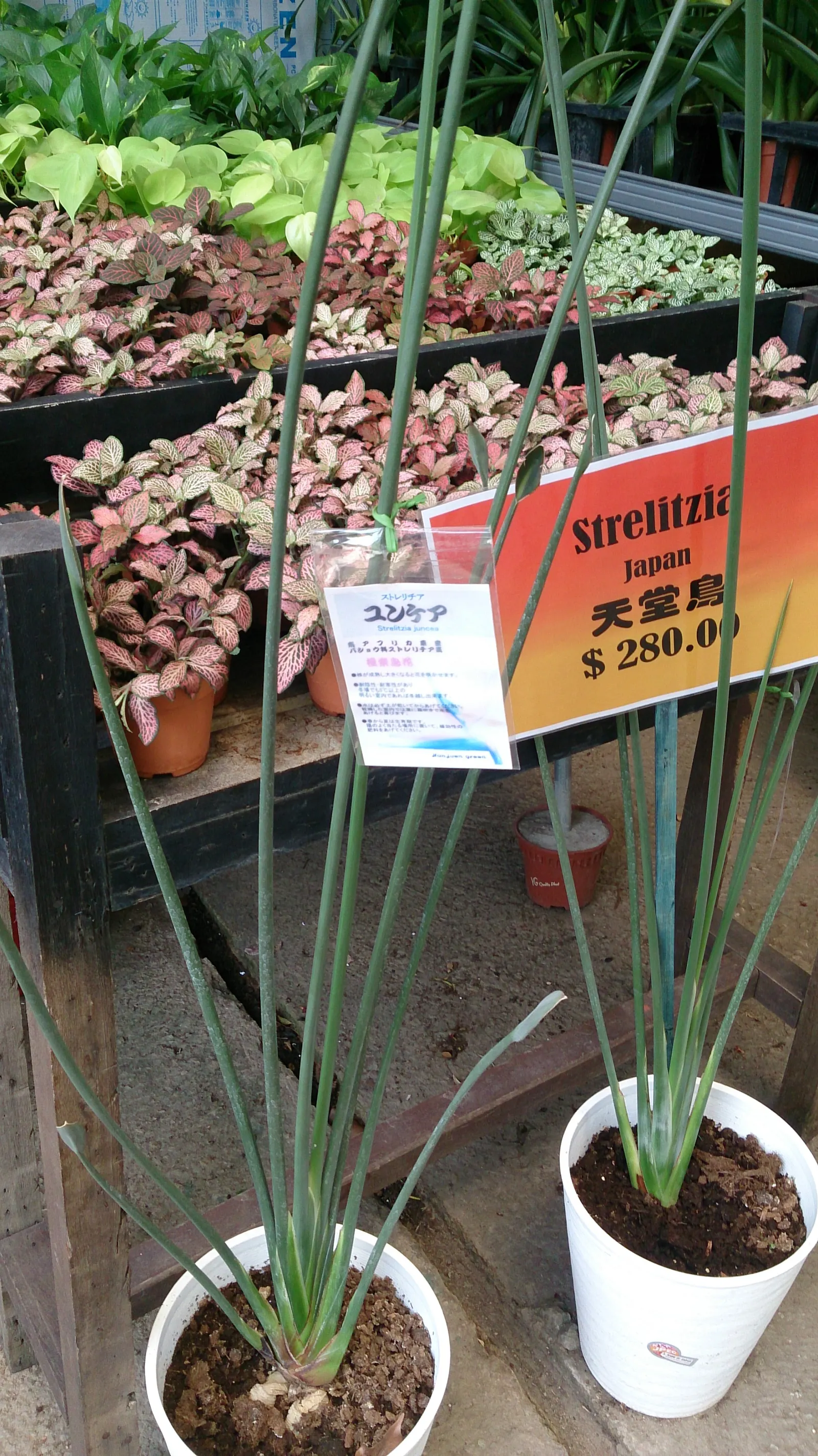 Leafless Bird Of Paradise (Strelitzia Juncea) — Its tolerance for drought and poor soils makes it versatile for various design scenarios from hot