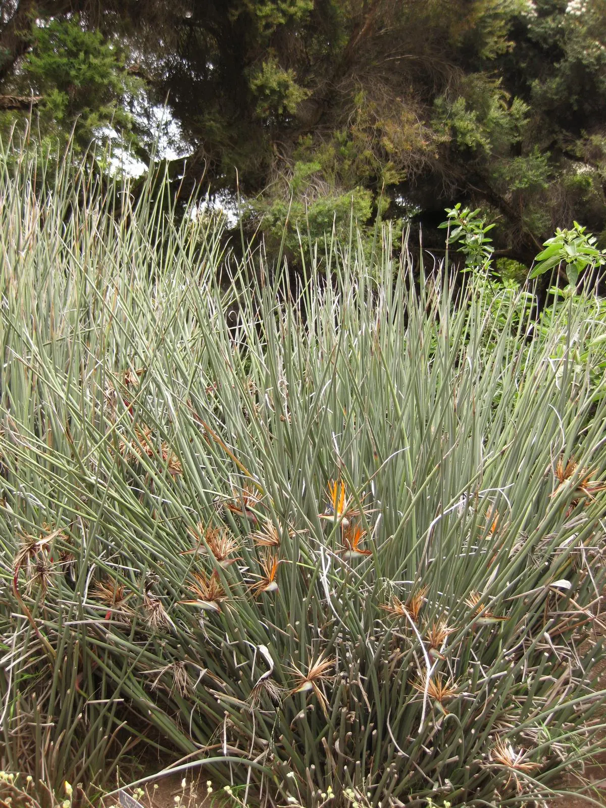 Leafless Bird Of Paradise (Strelitzia Juncea) — Keep protected from frost to maintain year-round appeal