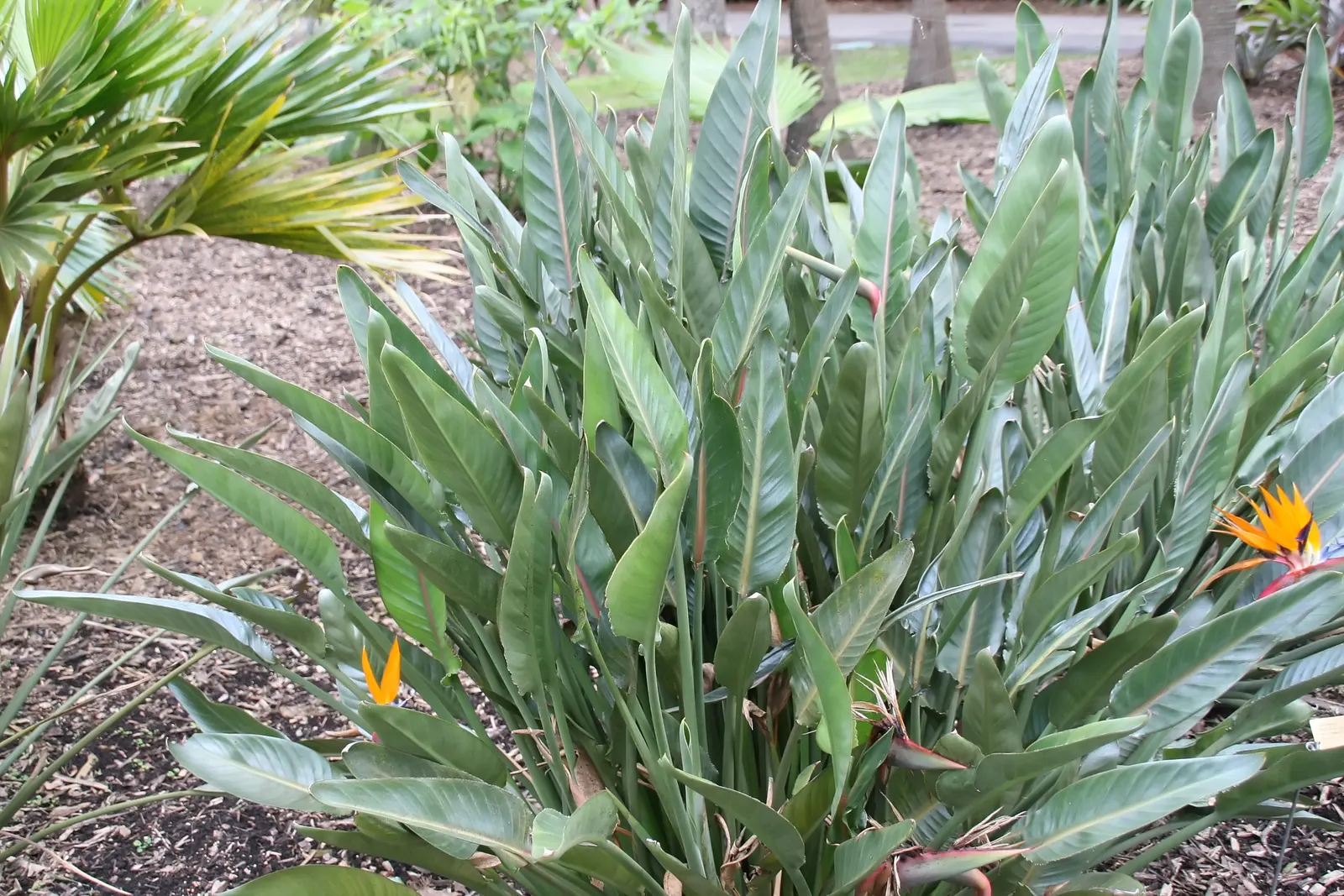 Leafless Bird Of Paradise (Strelitzia Juncea) — known botanically as Strelitzia juncea