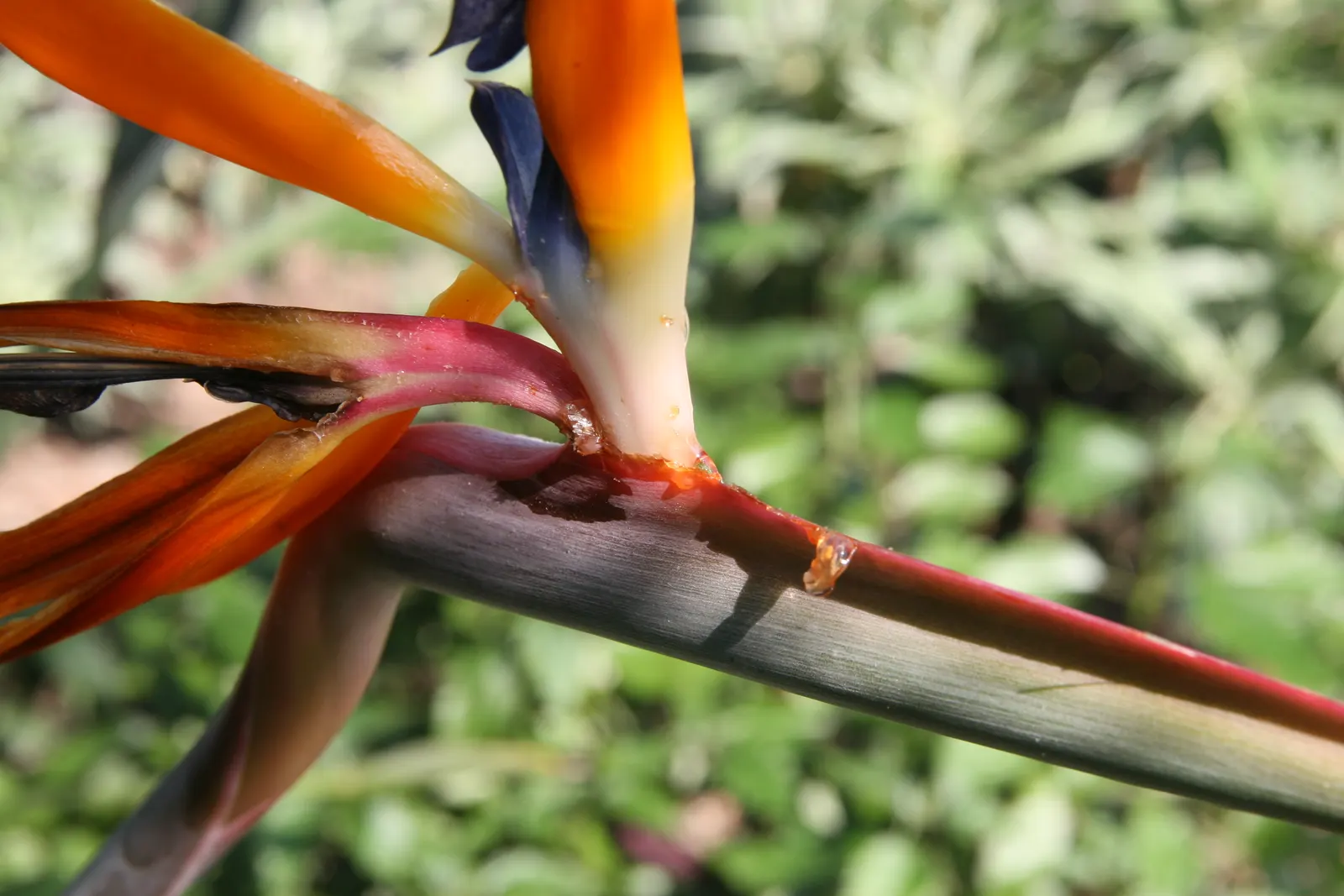 Leafless Bird Of Paradise (Strelitzia Juncea) — Due to its tolerance for coastal conditions