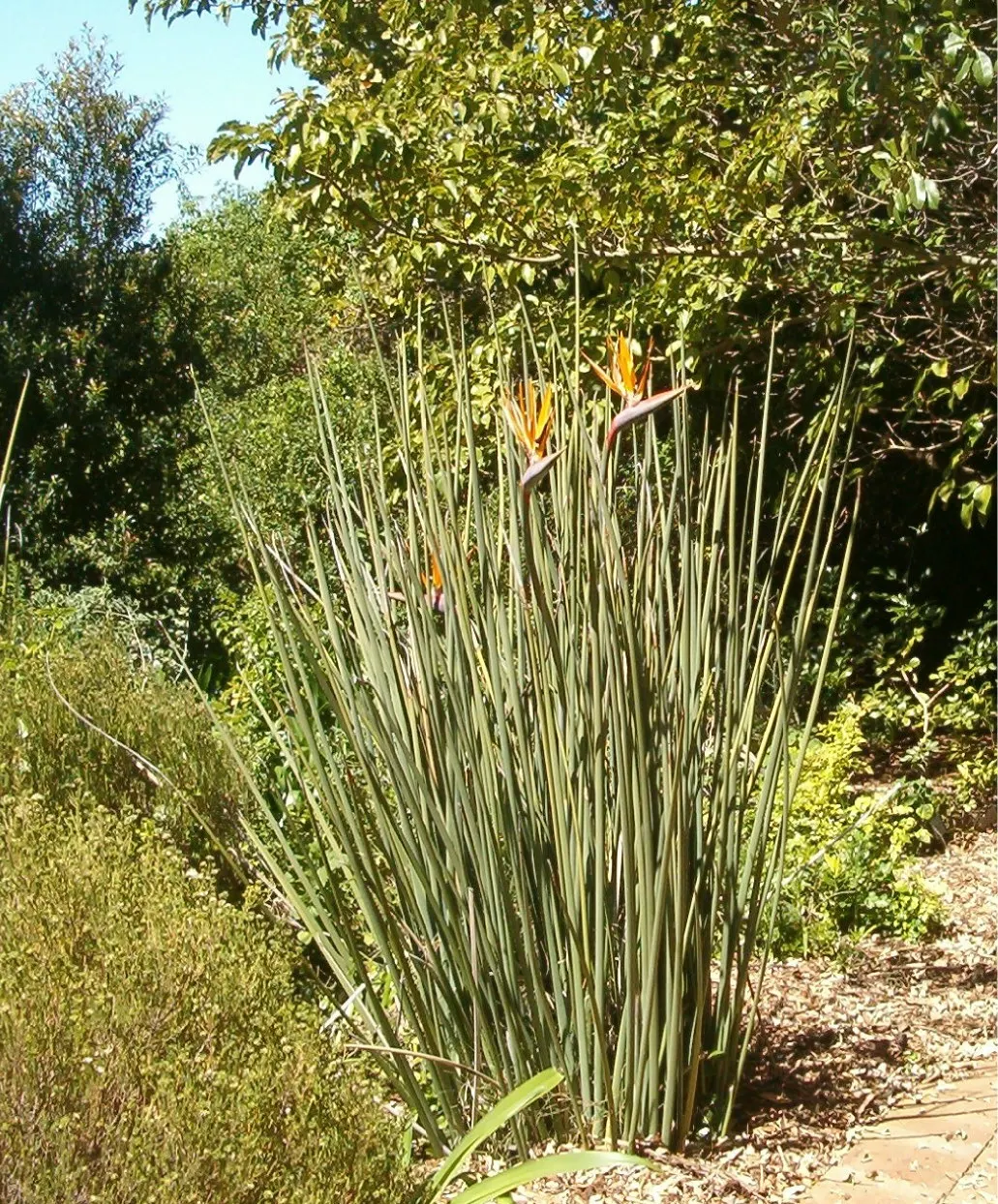 Leafless Bird Of Paradise (Strelitzia Juncea) — Its unique, crane-like orange and blue flowers bloom in spring/summer, creating a dramatic focal point