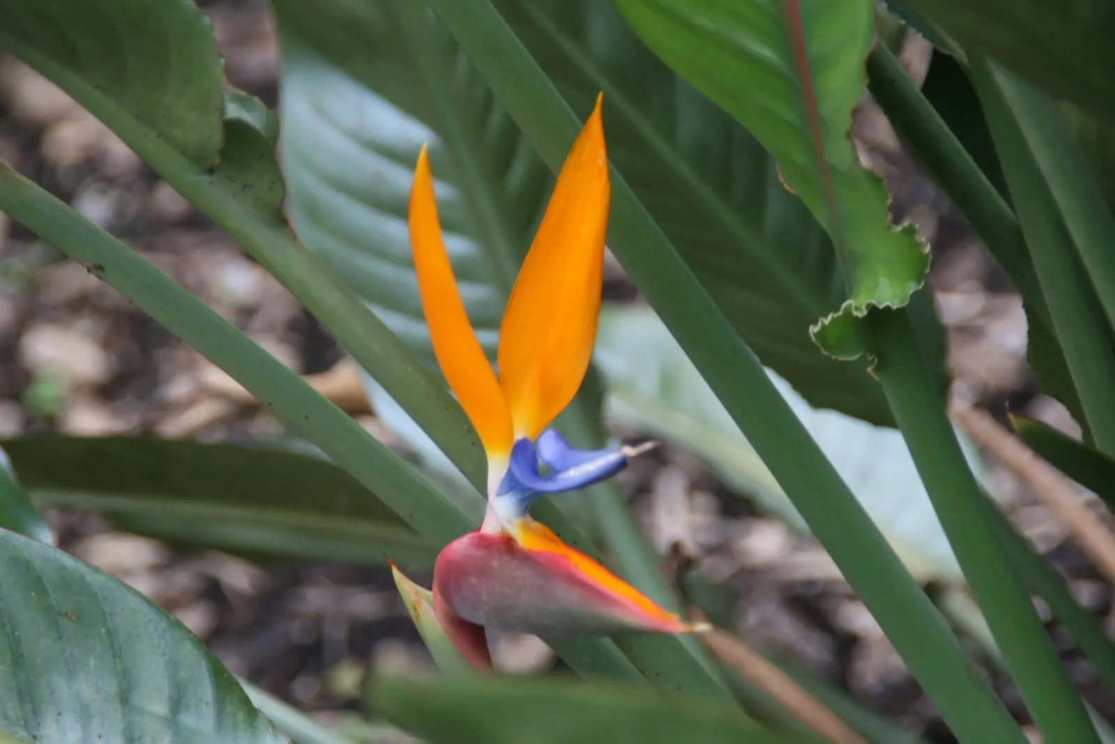 Leafless Bird Of Paradise (Strelitzia Juncea) — prized for its unusual and striking silhouette