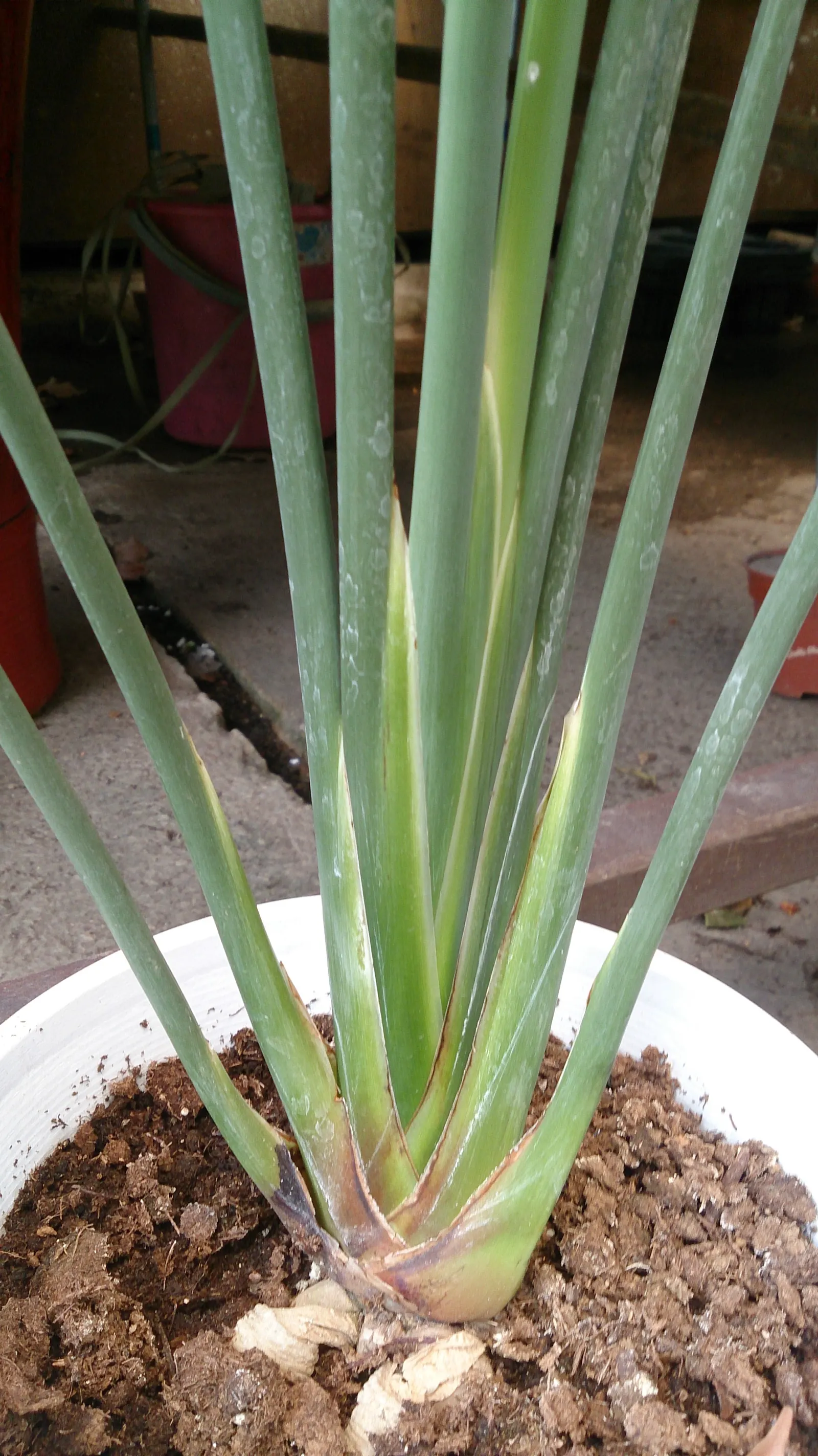 Leafless Bird Of Paradise (Strelitzia Juncea) — cylindrical and leafless stems; shrub for full or half