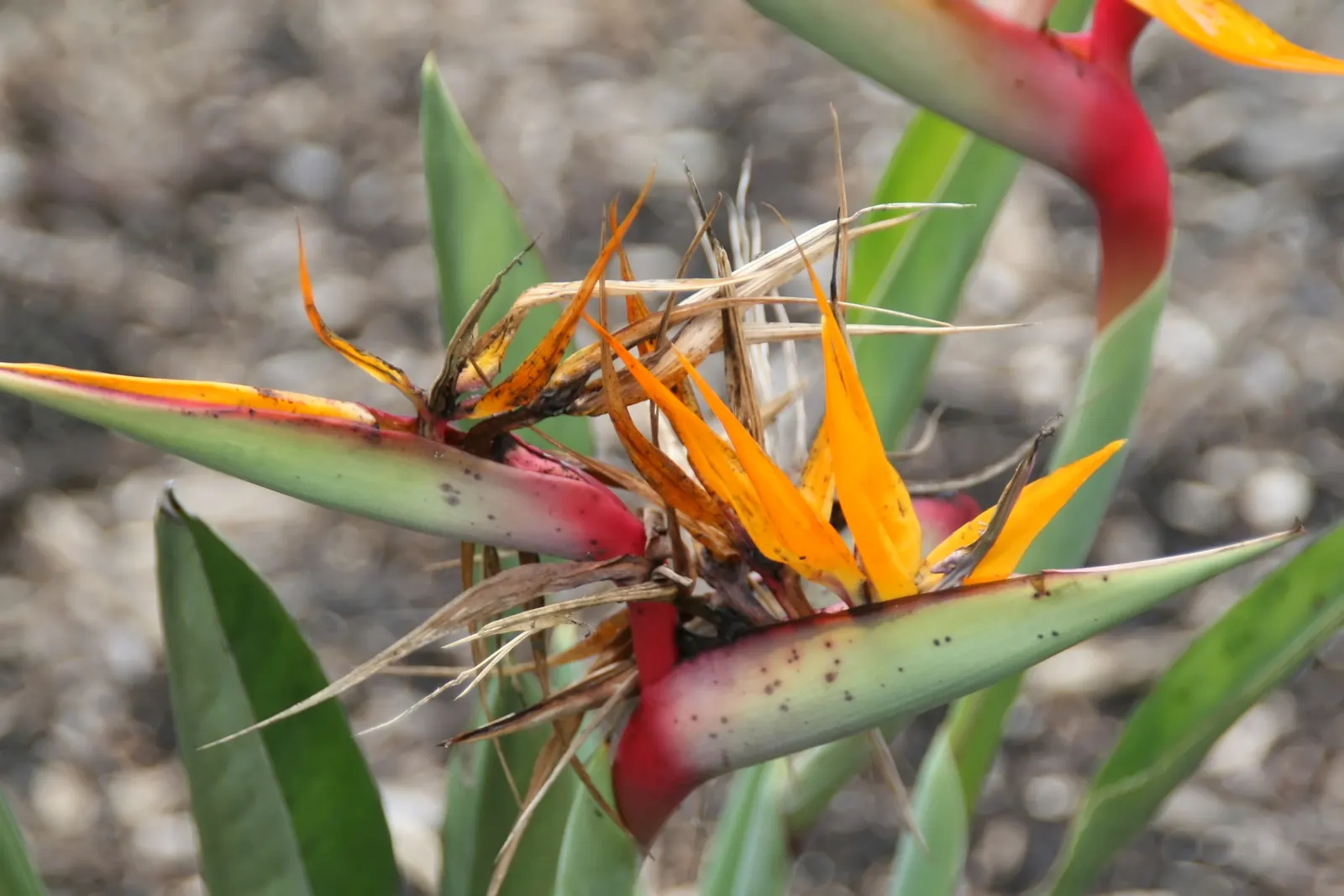 Leafless Bird Of Paradise (Strelitzia Juncea) — making it an eye-catching focal point in any garden.<br><br>Native to South Africa