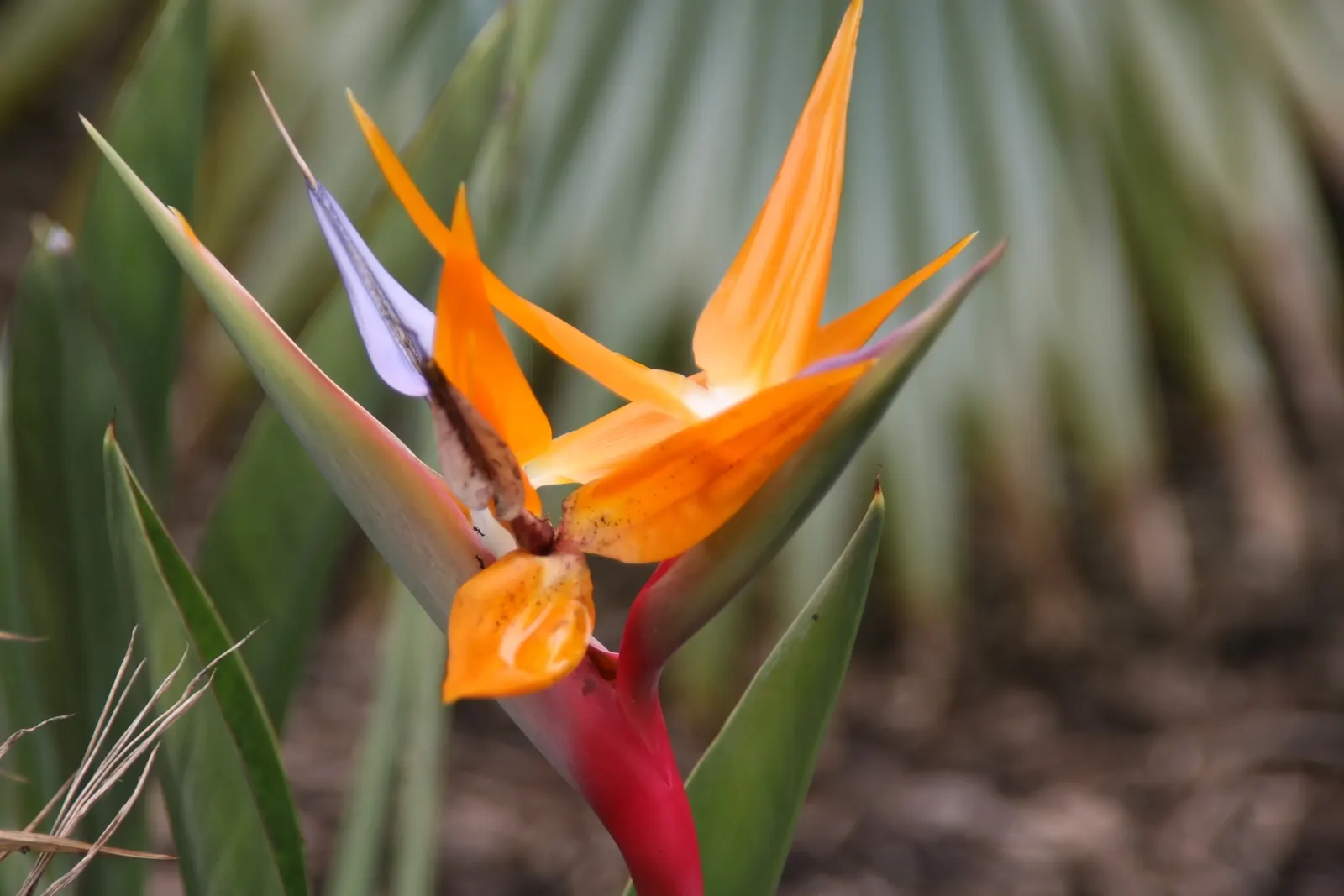 Leafless Bird Of Paradise (Strelitzia Juncea) — consider its vertical growth habit and how it contrasts well with low-growing