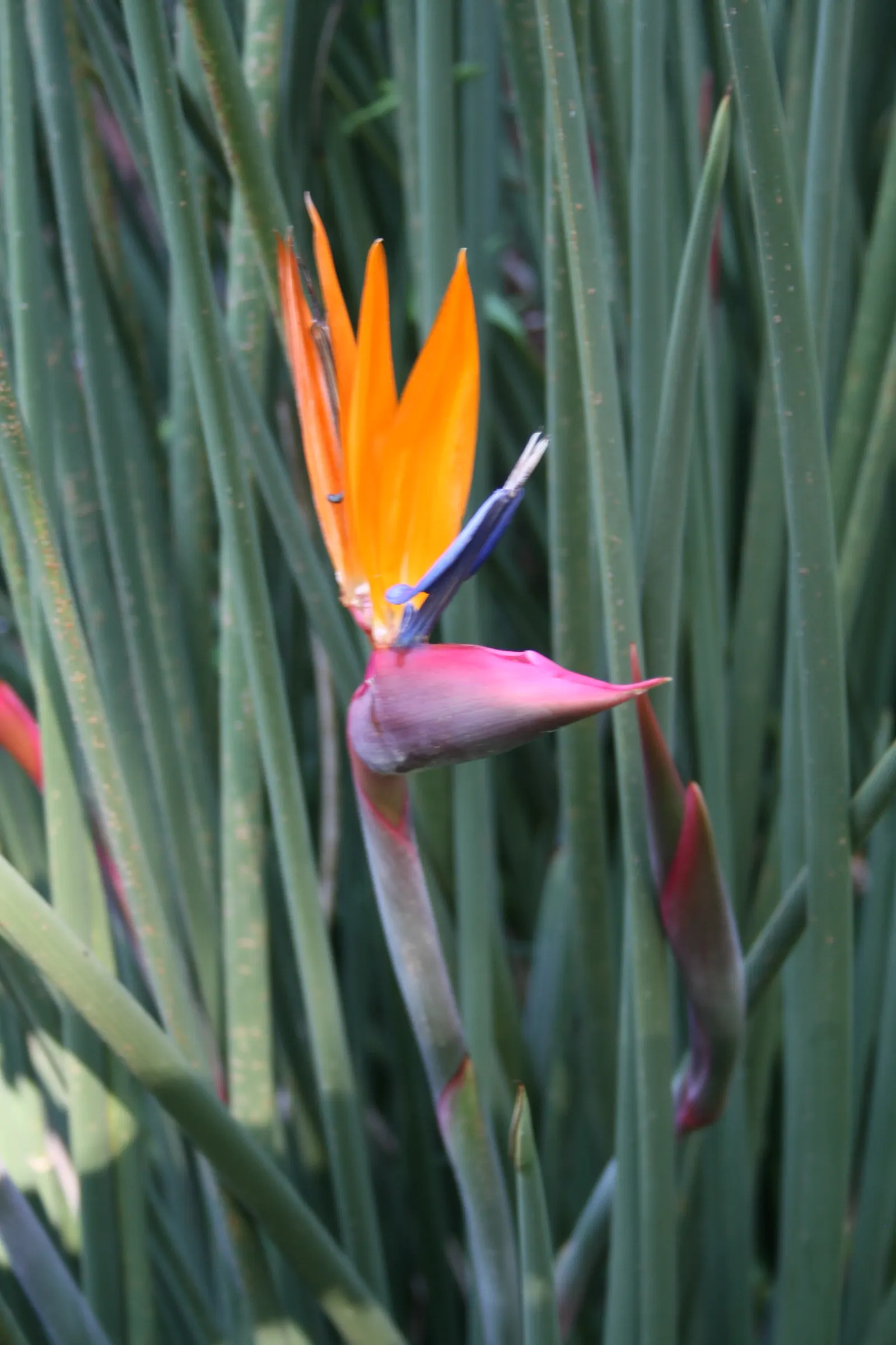 Leafless Bird Of Paradise (Strelitzia Juncea) — Hardy in zones 9-11, it thrives in well-drained soil; multi-colored and orange flowers in the garden
