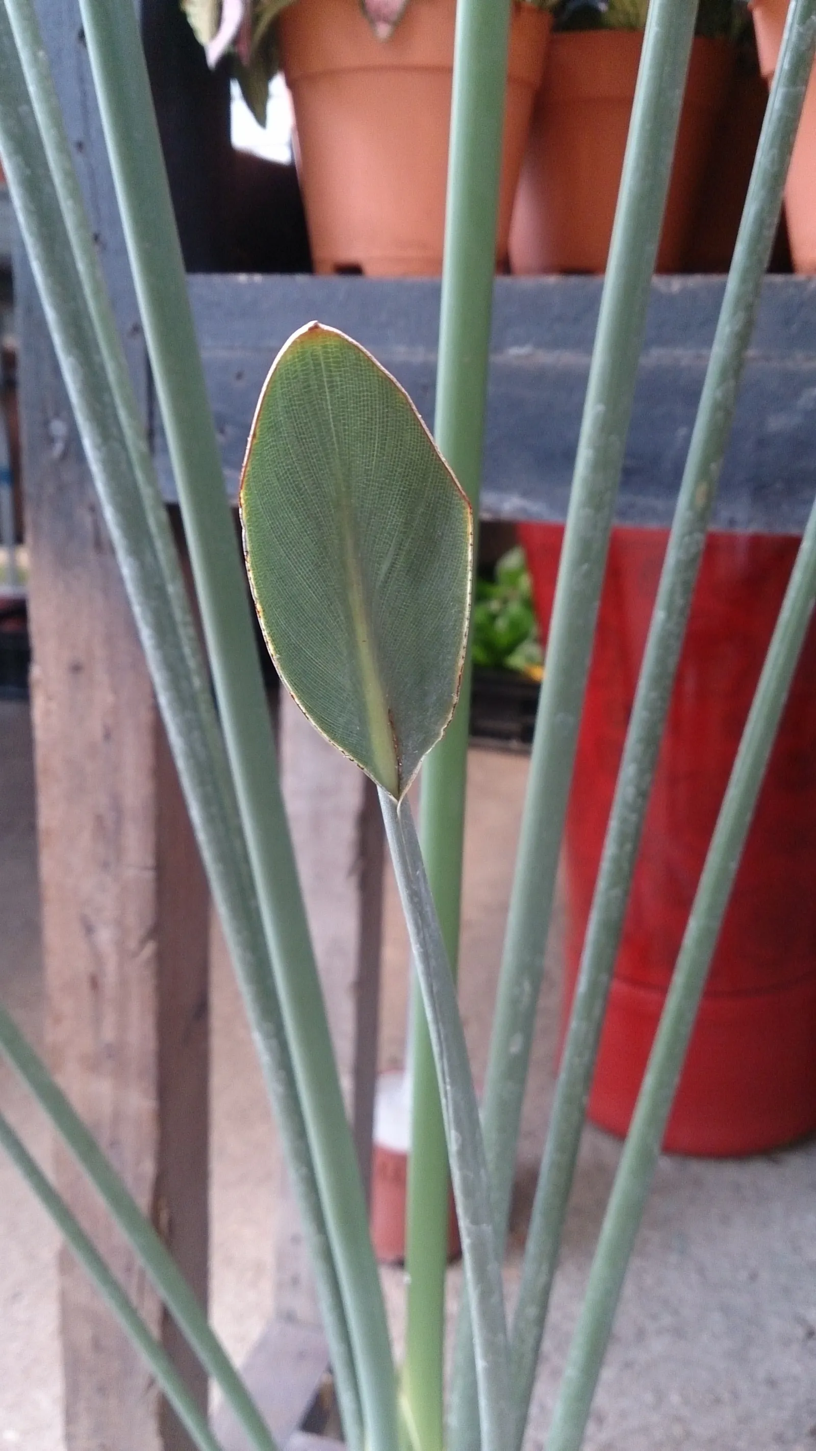Leafless Bird Of Paradise (Strelitzia Juncea) — Minimal leaf debris makes it perfect for clean, modern landscapes, image 32