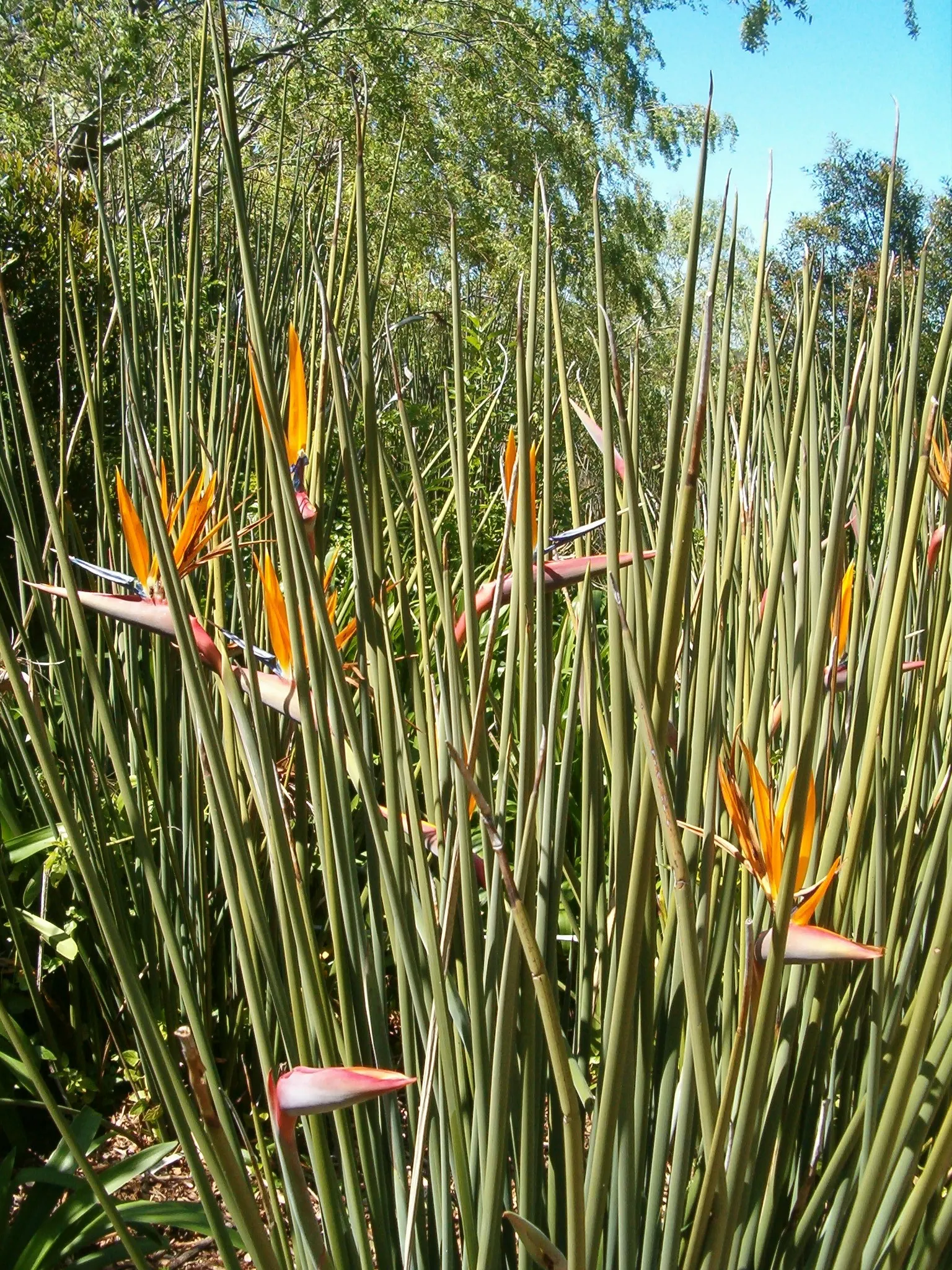Leafless Bird Of Paradise (Strelitzia Juncea) — adding life and movement to the garden.<br><br>When integrating Strelitzia juncea into landscape designs