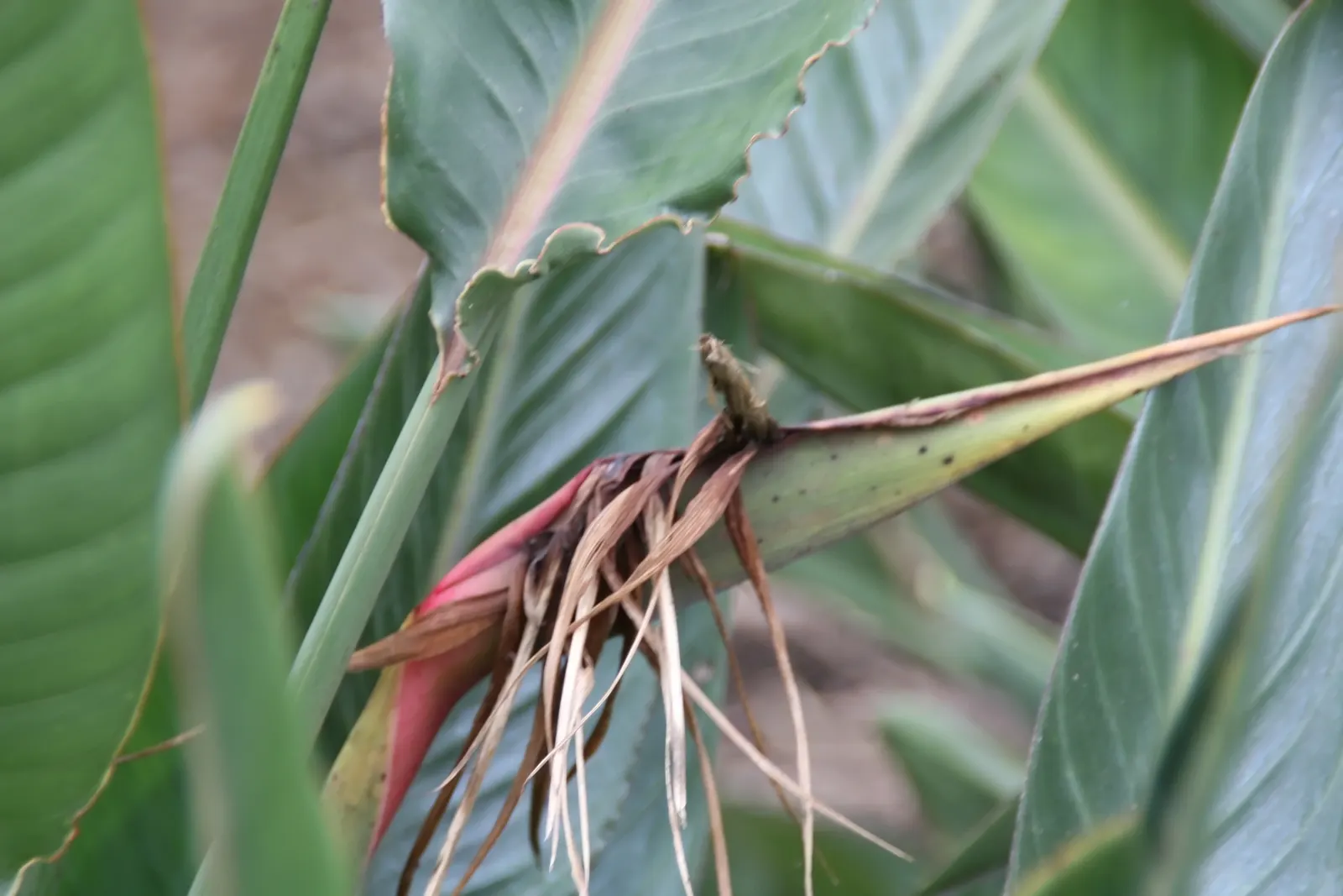 Leafless Bird Of Paradise (Strelitzia Juncea) — making it an excellent choice for water-conserving landscapes