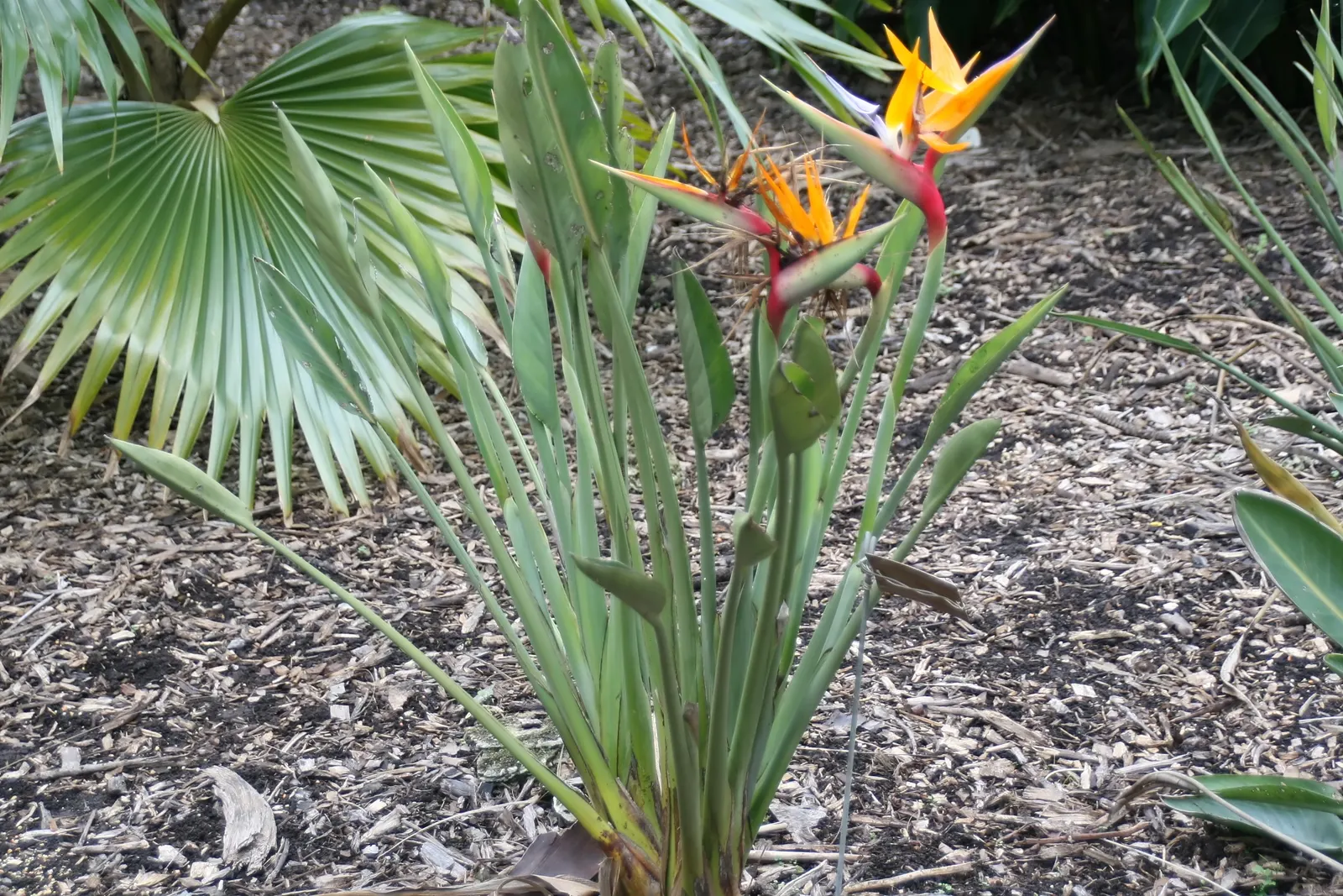 Leafless Bird Of Paradise (Strelitzia Juncea) — Favoring full sun, this drought-tolerant perennial grows 4-6 feet tall and 2-3 feet wide; the Leafless Bird of