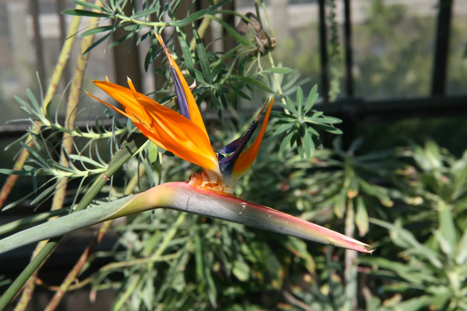 Leafless Bird Of Paradise (Strelitzia Juncea) — Hardy in zones 9-11, it thrives in well-drained soil