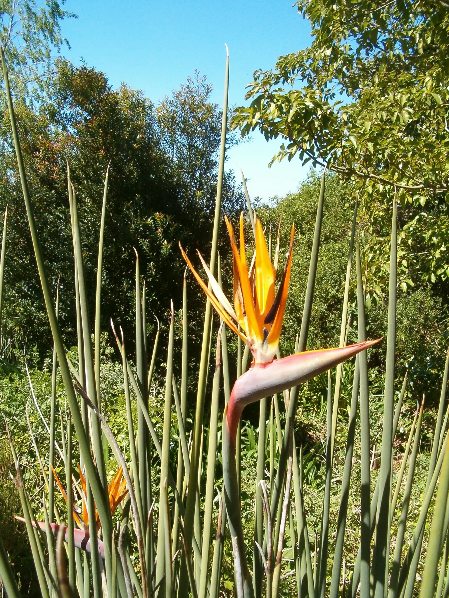 Leafless Bird Of Paradise (Strelitzia Juncea) — is a distinctive and architectural plant; shrub with multi-colored and orange blooms