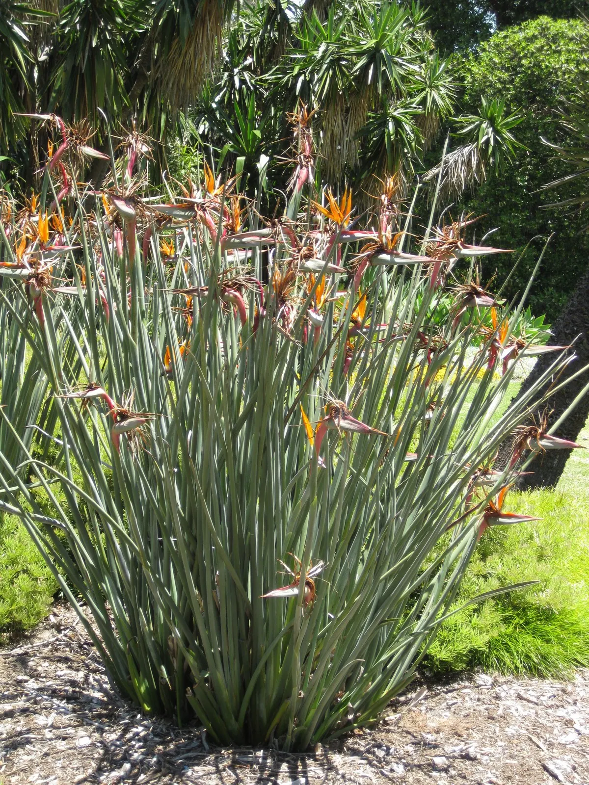 Leafless Bird Of Paradise (Strelitzia Juncea) — Minimal leaf debris makes it perfect for clean, modern landscapes