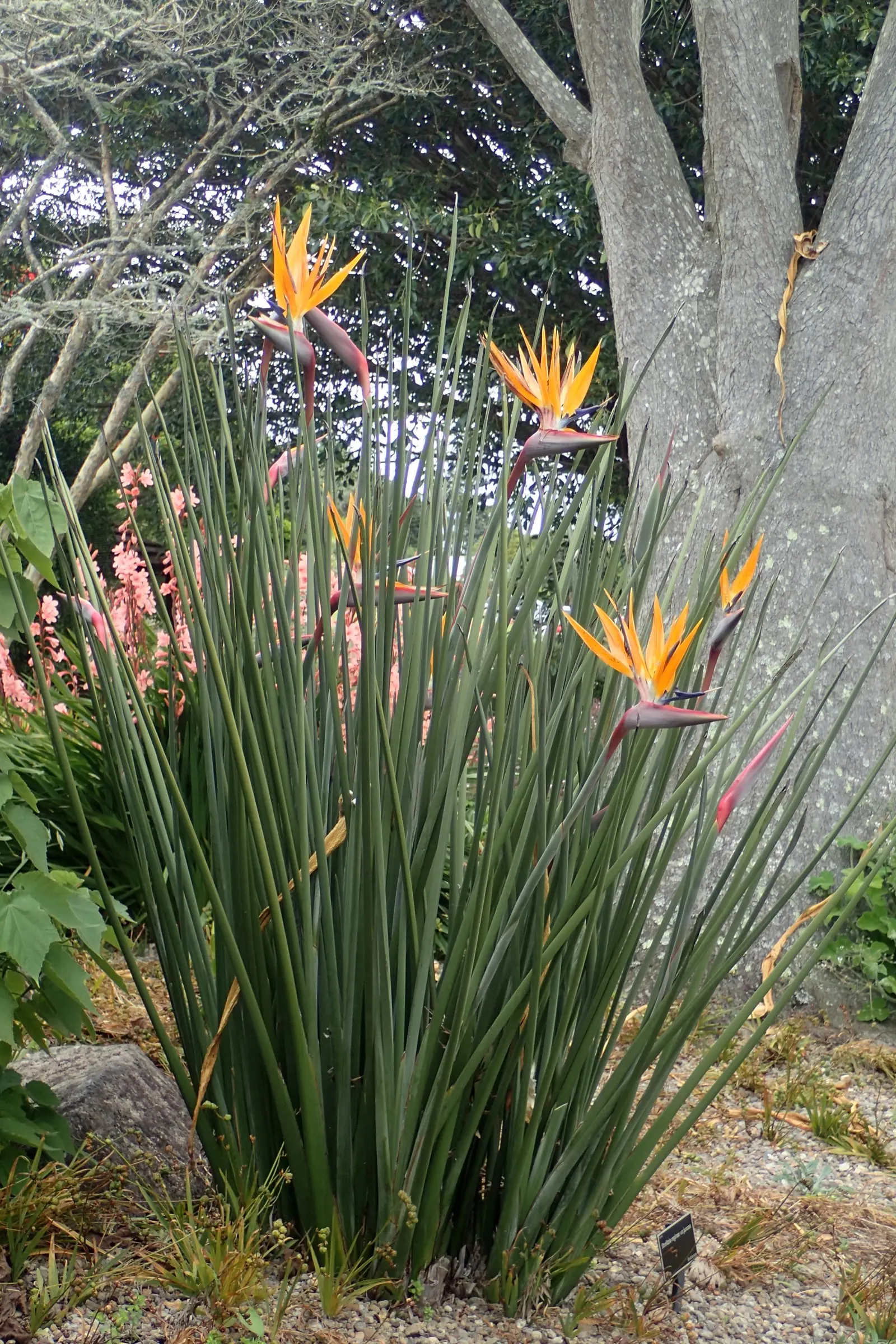 Leafless Bird Of Paradise (Strelitzia Juncea) — Unlike its more common relative; these stems are a gray-green color and can reach heights between 4 to 6 feet