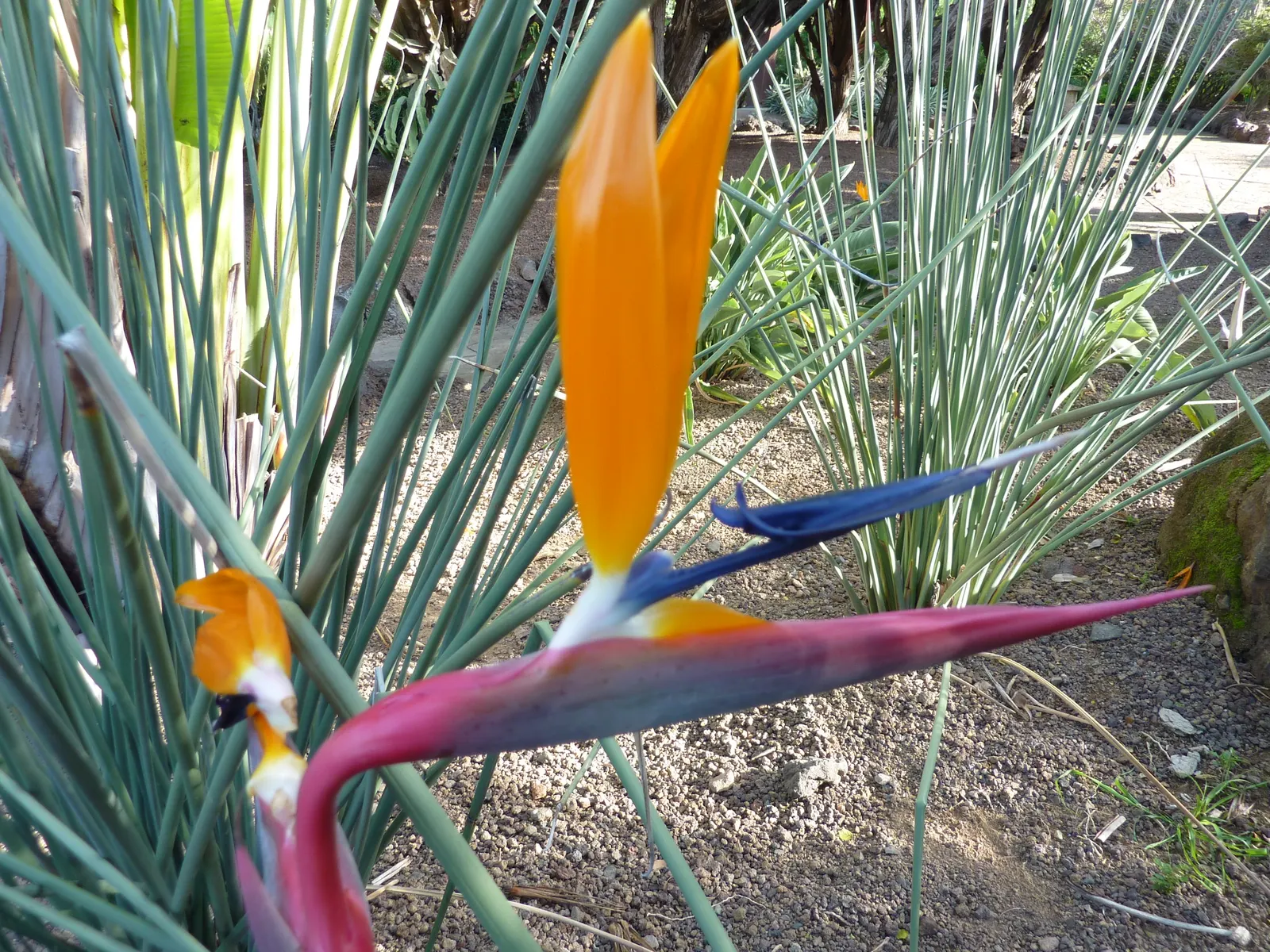 Leafless Bird Of Paradise (Strelitzia Juncea) — Strelitzia juncea, the Leafless Bird of Paradise, features striking, rush-like leafless stalks; hardy in zones