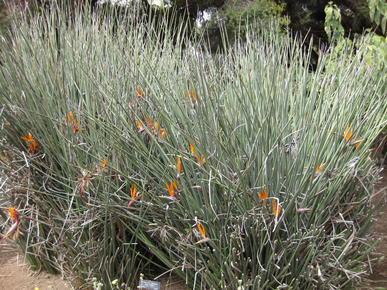 Leafless Bird Of Paradise (Strelitzia Juncea) — Unlike its more common relative