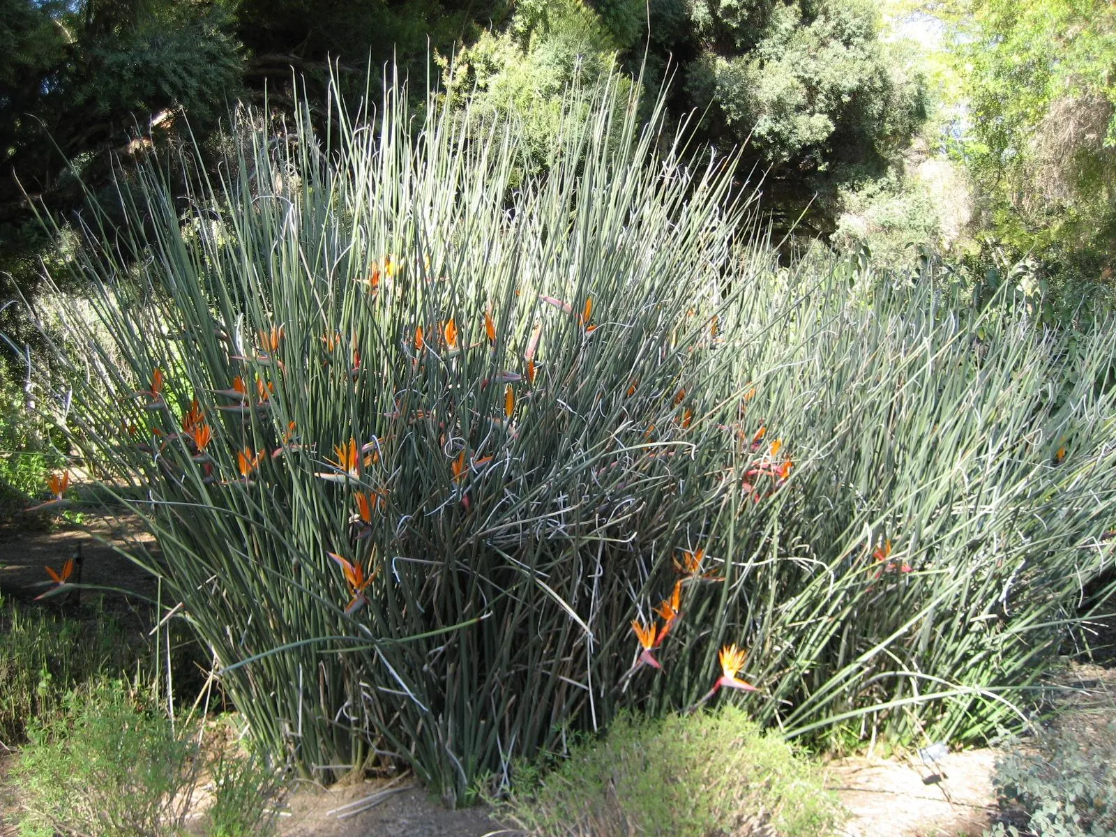 Leafless Bird Of Paradise (Strelitzia Juncea) — known botanically as Strelitzia juncea; orange and blue bird-like flowers
