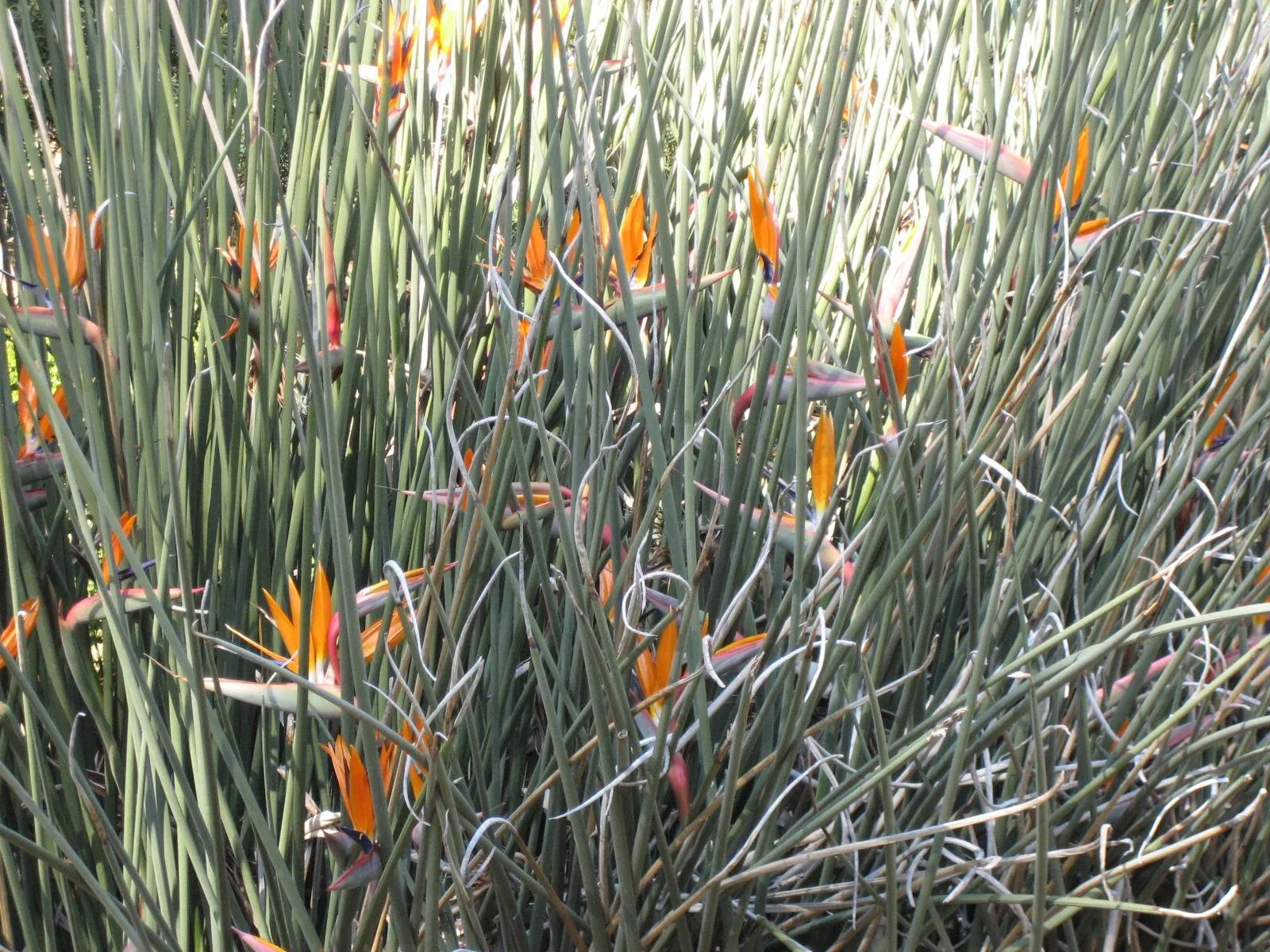 Leafless Bird Of Paradise (Strelitzia Juncea) — the Leafless Bird of Paradise swaps traditional broad leaves for rush-like; these flowers are not only visually