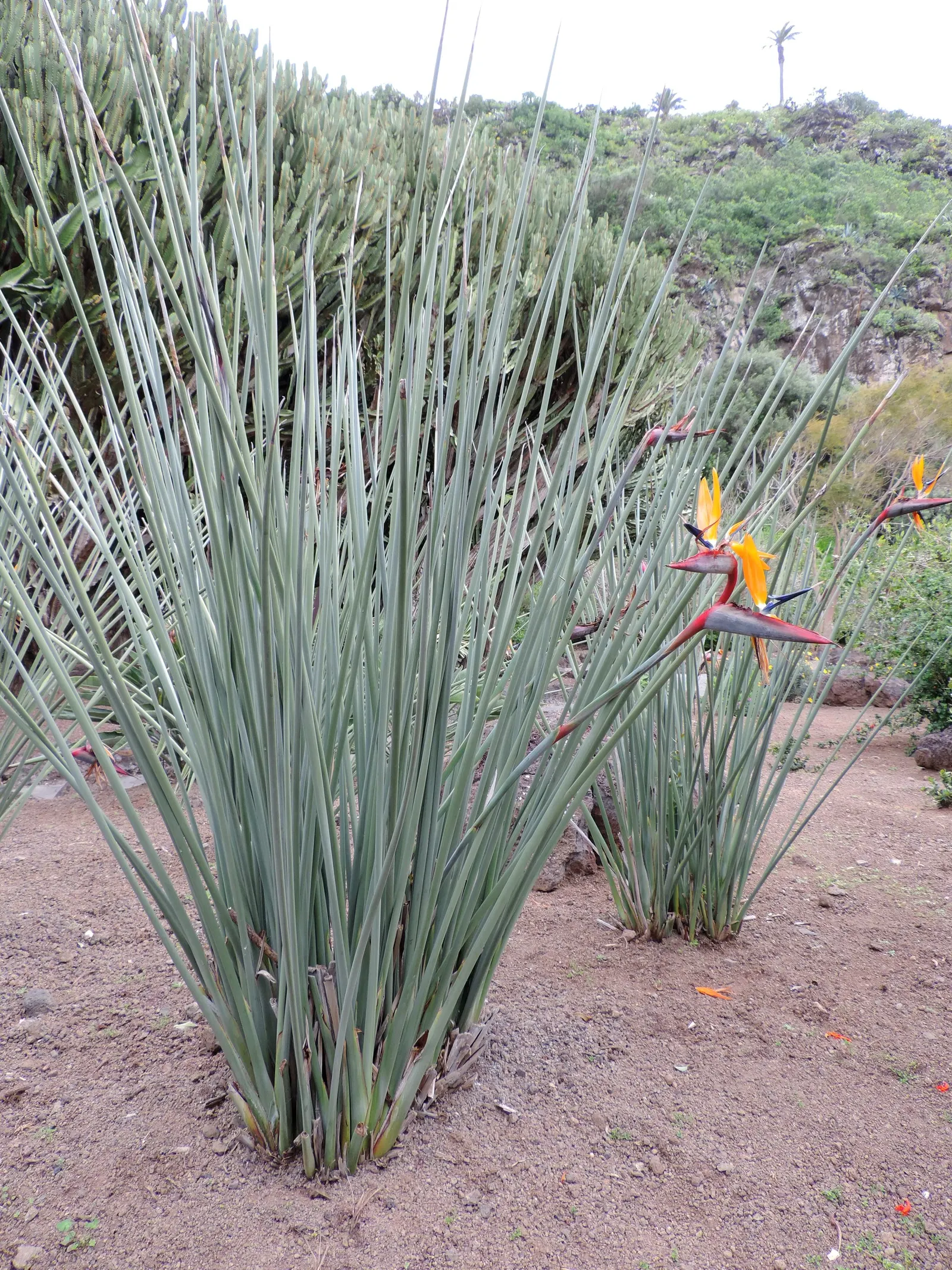Leafless Bird Of Paradise (Strelitzia Juncea) — shrub with multi-colored and orange blooms