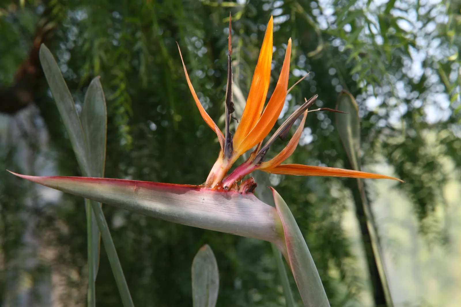 Leafless Bird Of Paradise (Strelitzia Juncea) — Strelitzia juncea, the Leafless Bird of Paradise, features striking, rush-like leafless stalks