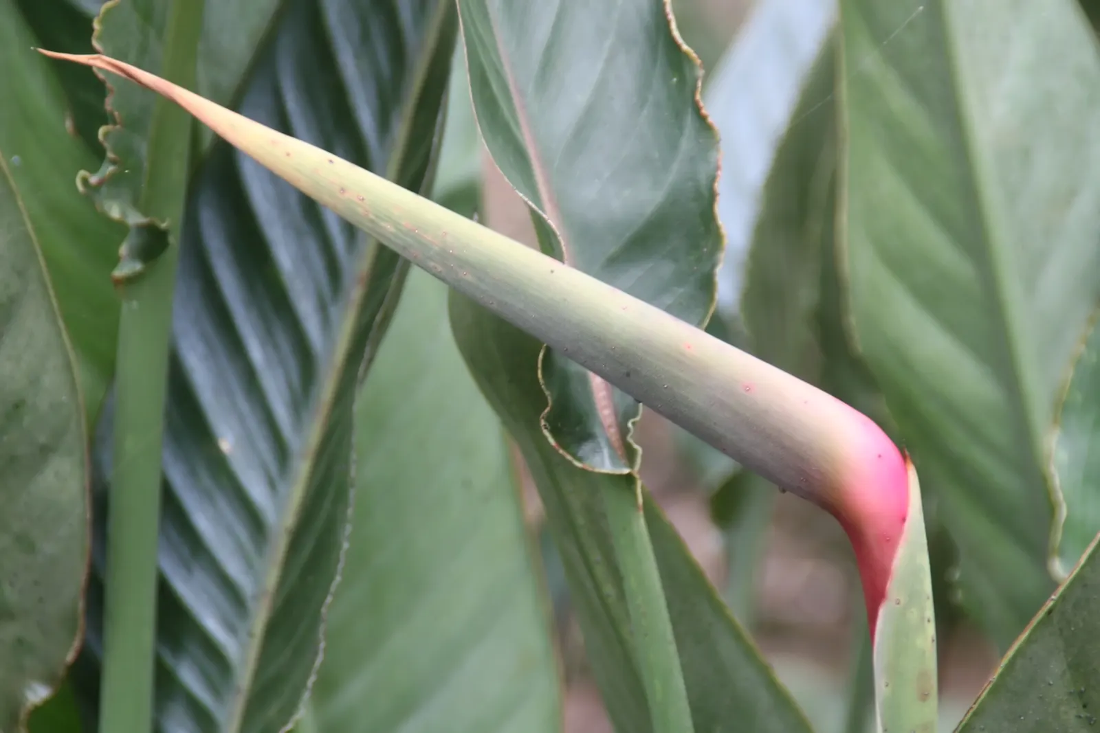 Leafless Bird Of Paradise (Strelitzia Juncea) — Favoring full sun, this drought-tolerant perennial grows 4-6 feet tall and 2-3 feet wide