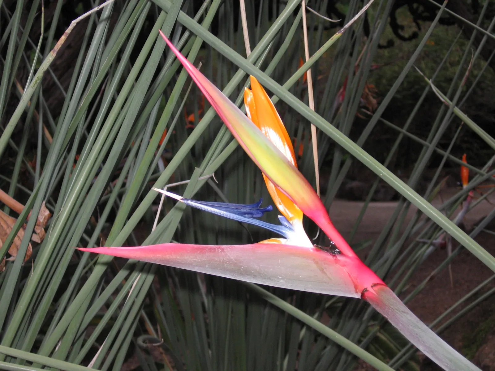 Leafless Bird Of Paradise (Strelitzia Juncea) — These stems are a gray-green color and can reach heights between 4 to 6 feet