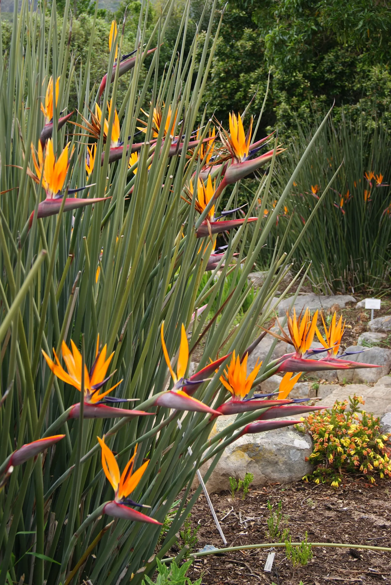 Leafless Bird Of Paradise (Strelitzia Juncea) — This perennial thrives in full sun to partial shade and prefers well-draining soil