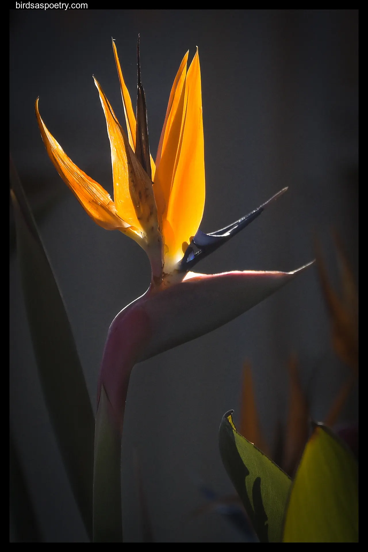 Leafless Bird Of Paradise (Strelitzia Juncea) — Keep protected from frost to maintain year-round appeal; cylindrical and leafless stems