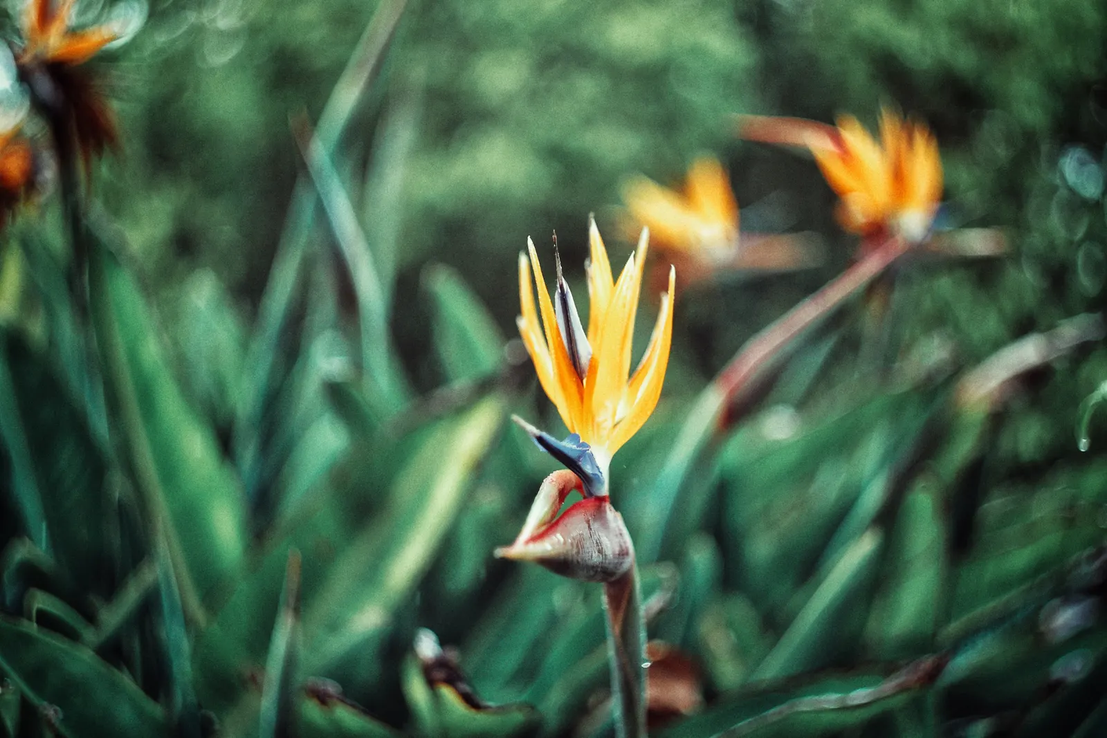 Leafless Bird Of Paradise (Strelitzia Juncea) — arid conditions to more temperate