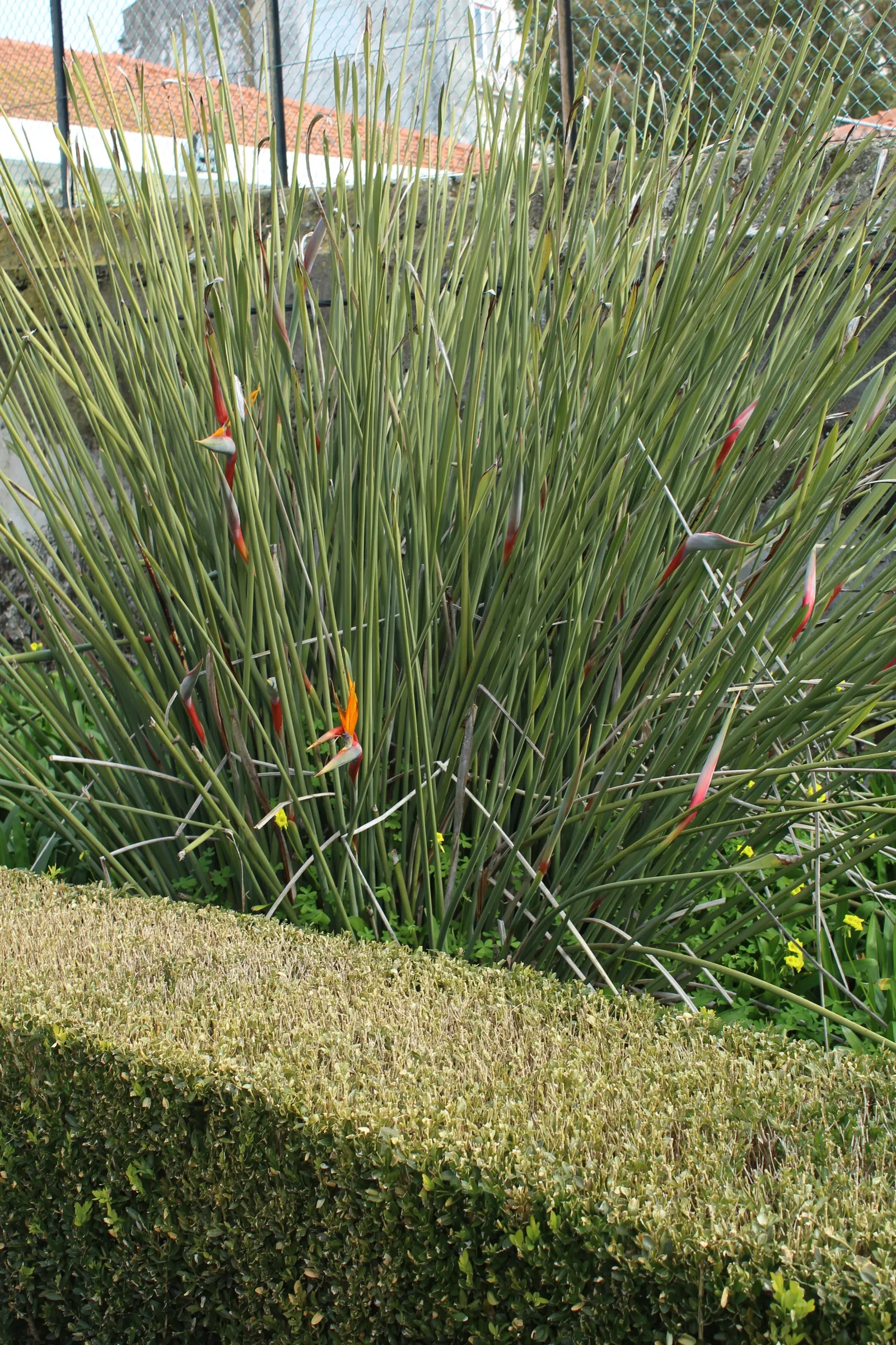 Leafless Bird Of Paradise (Strelitzia Juncea) — These flowers are not only visually stunning but also attract pollinators such as hummingbirds