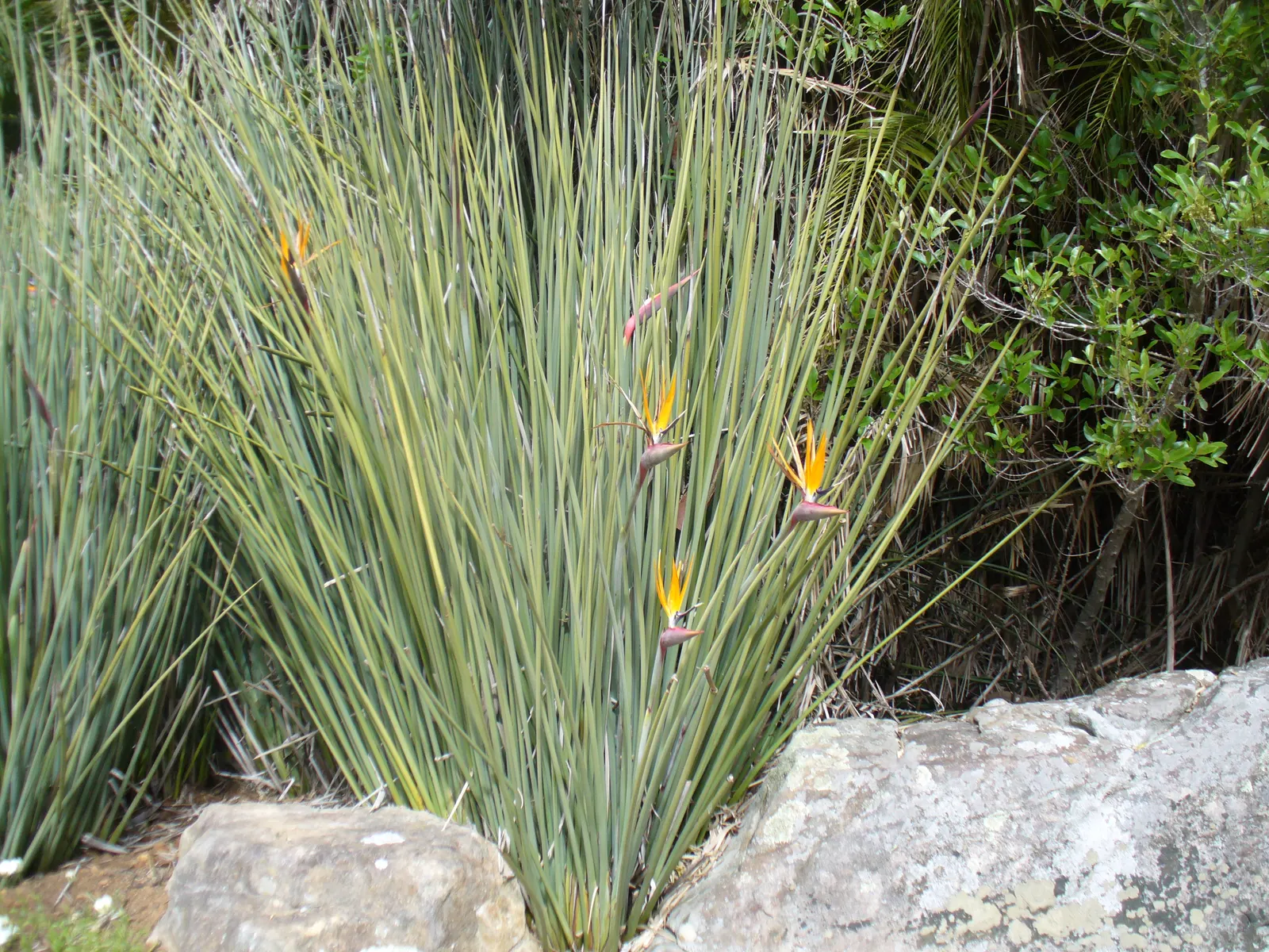 Leafless Bird Of Paradise (Strelitzia Juncea) — Strelitzia juncea is drought-tolerant once established