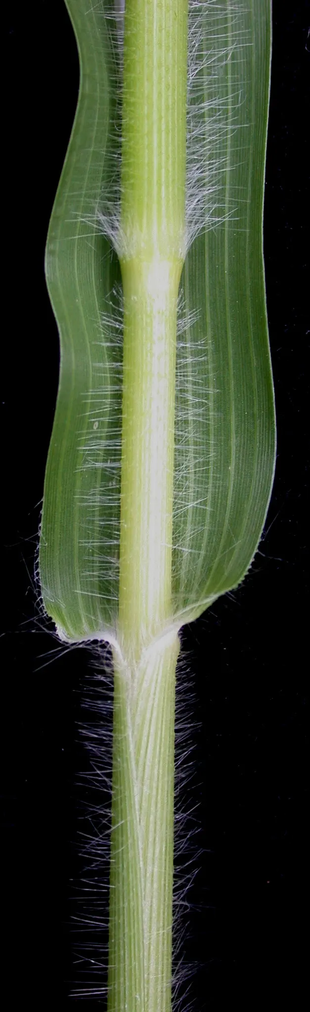 Proso Millet (Panicum Miliaceum) — scientifically known as Panicum miliaceum; consider this plant for its low maintenance and drought-resistant qualities