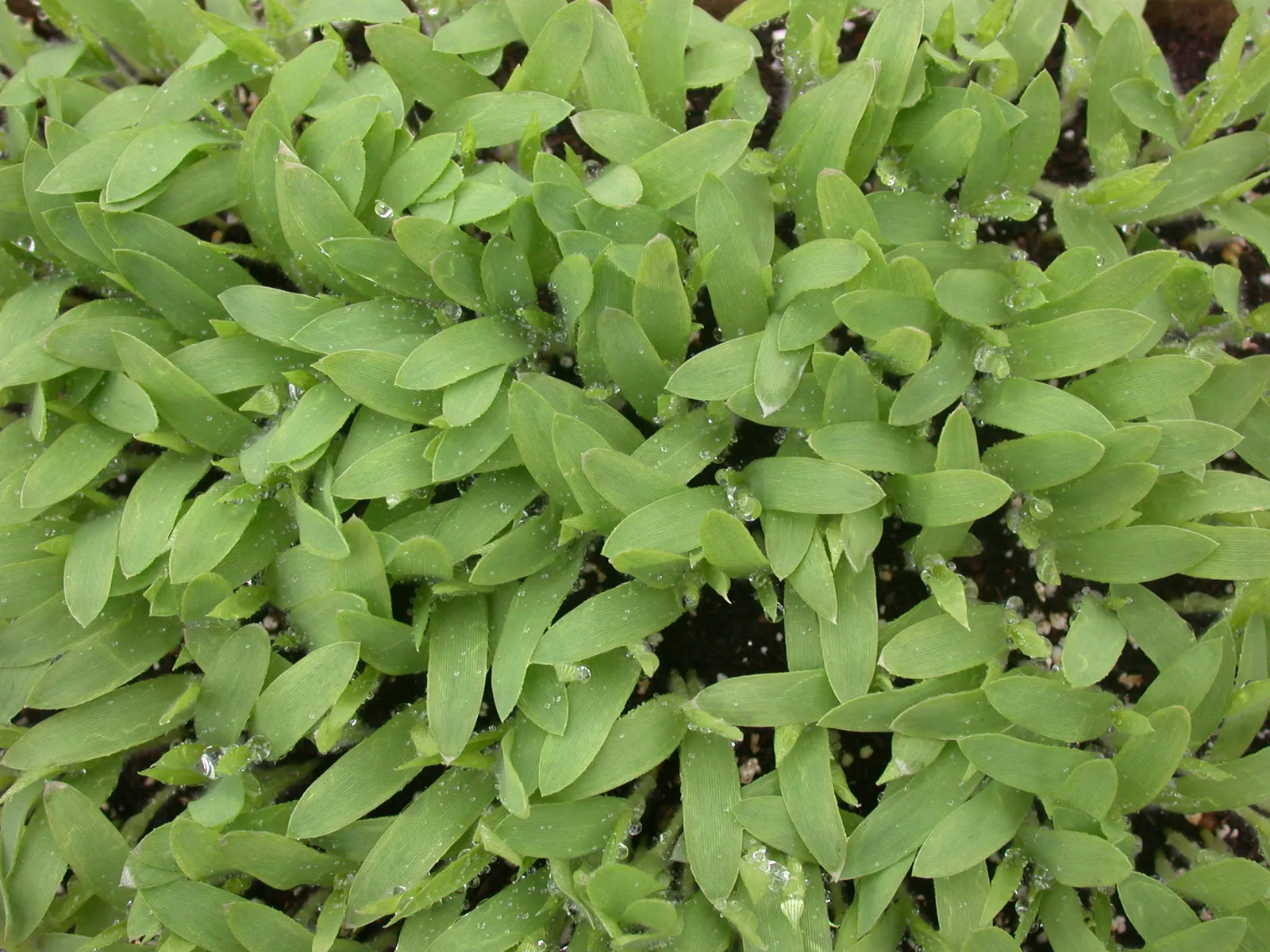 Proso Millet (Panicum Miliaceum) — This versatile plant reaches a height of 1.5 to 3 feet; from mid-summer to early fall