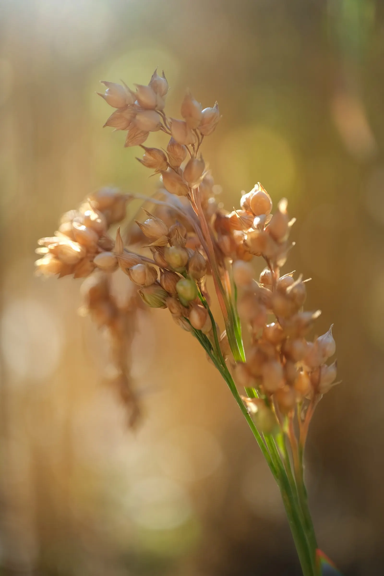 Proso Millet (Panicum Miliaceum) — consider this plant for its low maintenance and drought-resistant qualities