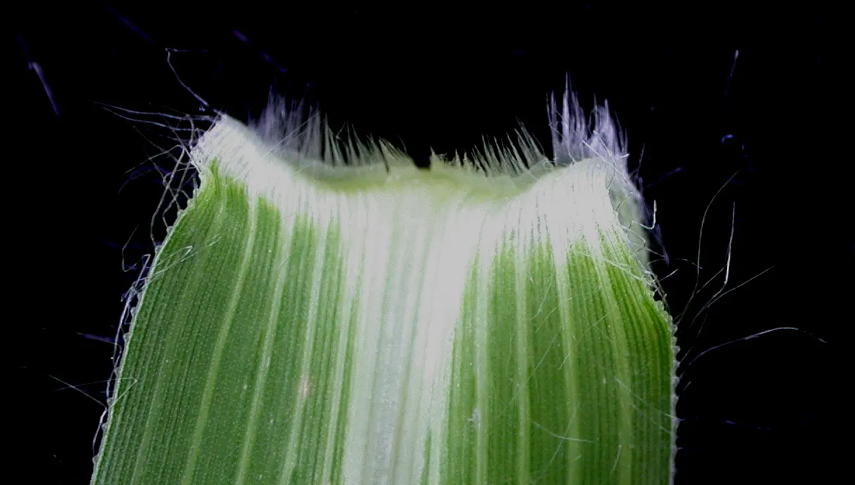 Proso Millet (Panicum Miliaceum) — preferring well-drained soil conditions.<br><br>The foliage of Proso Millet is narrow and typically green; this versatile