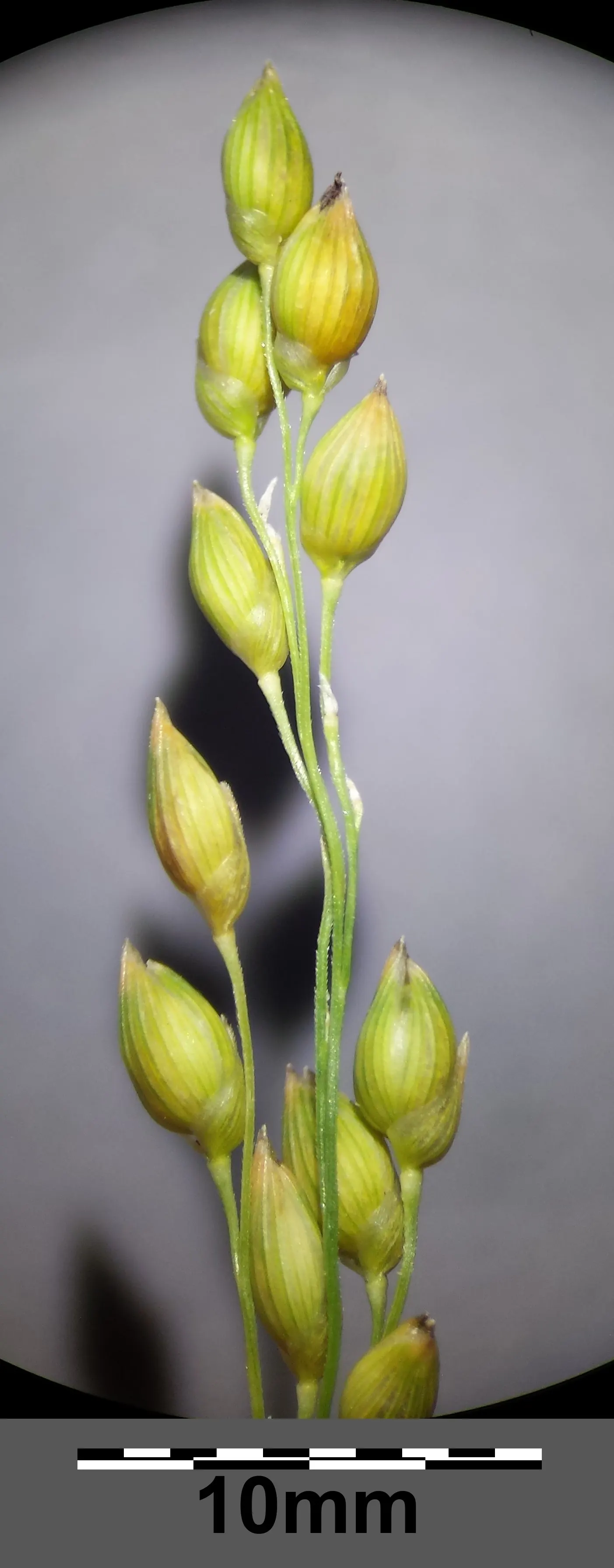 Proso Millet (Panicum Miliaceum) — making it suitable for planting in both small garden spaces and larger landscape patterns