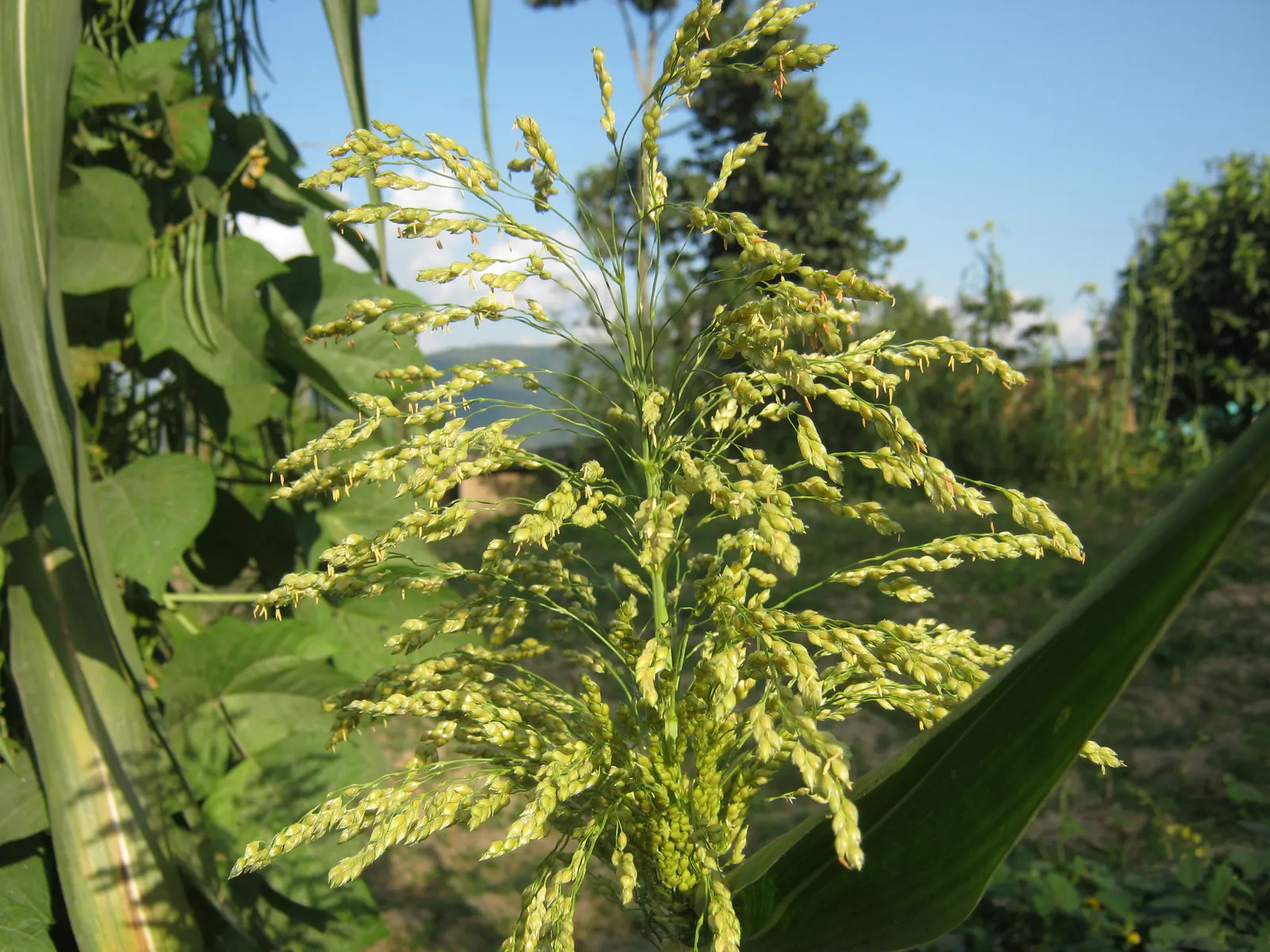 Proso Millet (Panicum Miliaceum) — It has a non-invasive growth habit and thrives in full sun exposure; it sports narrow, lance-shaped leaves and produces