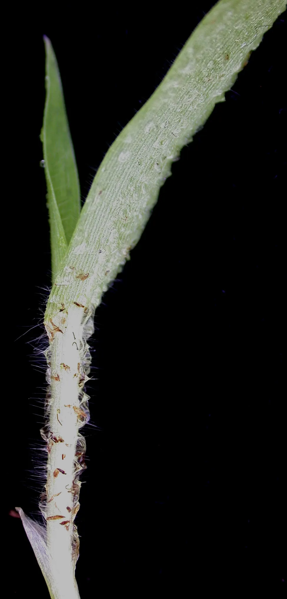 Proso Millet (Panicum Miliaceum) — it serves not only as an ornamental feature but also as a nutritionally rich grain crop; is an annual grass that adds both